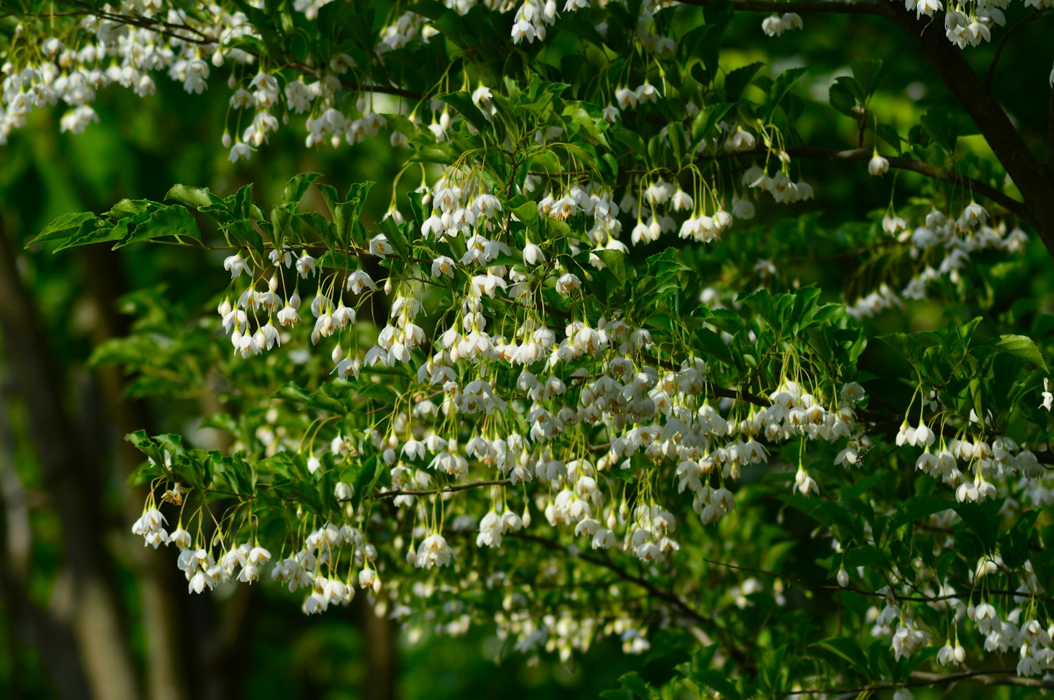 Rama de un árbol adornada con flores blancas rodeadas de hojas verdes
