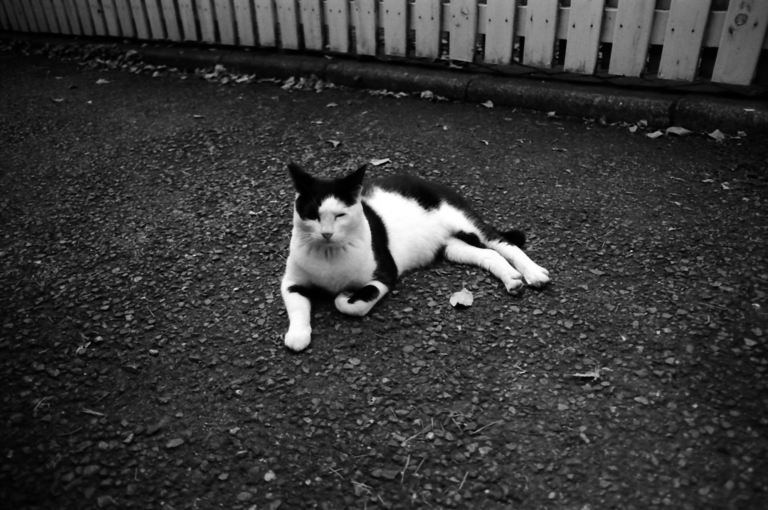 Black and white cat lying on asphalt