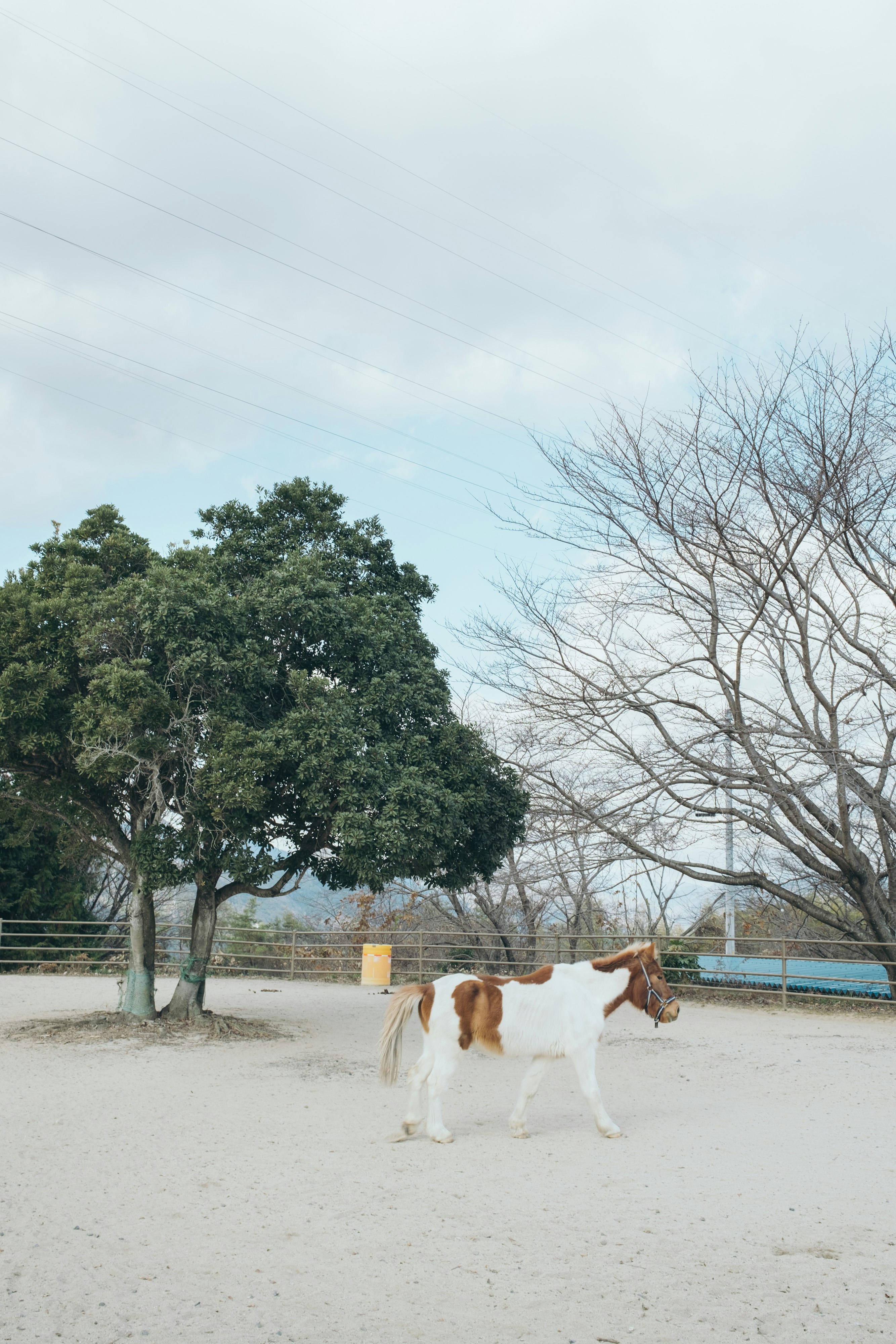 広い屋外の砂地で歩く犬と木々のある風景