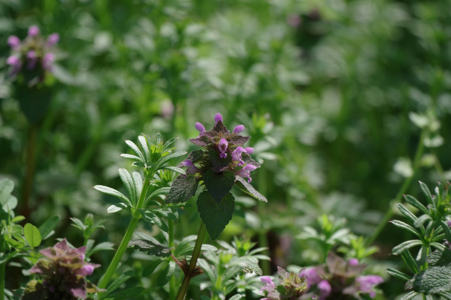 Primo piano di piante con fiori viola su sfondo verde