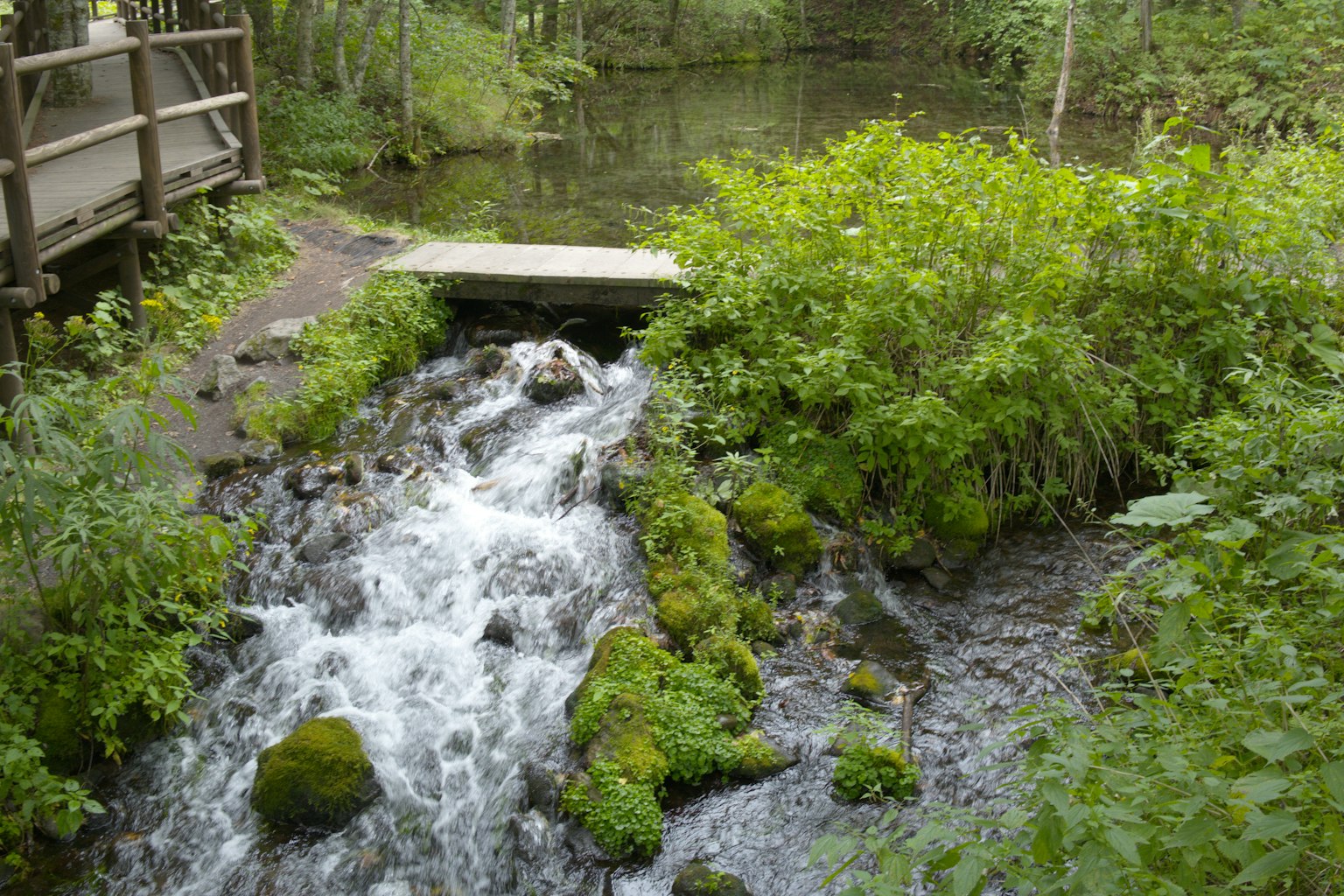 Stream flowing through lush greenery with a wooden bridge