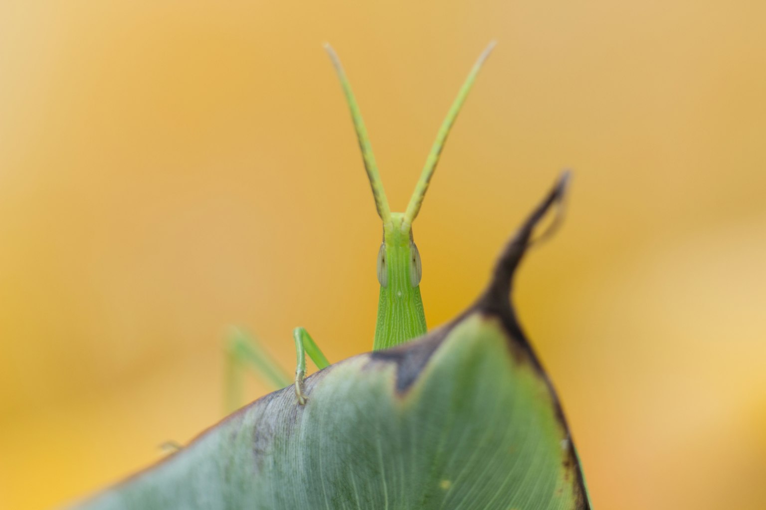 Close-up dari belalang hijau di atas daun
