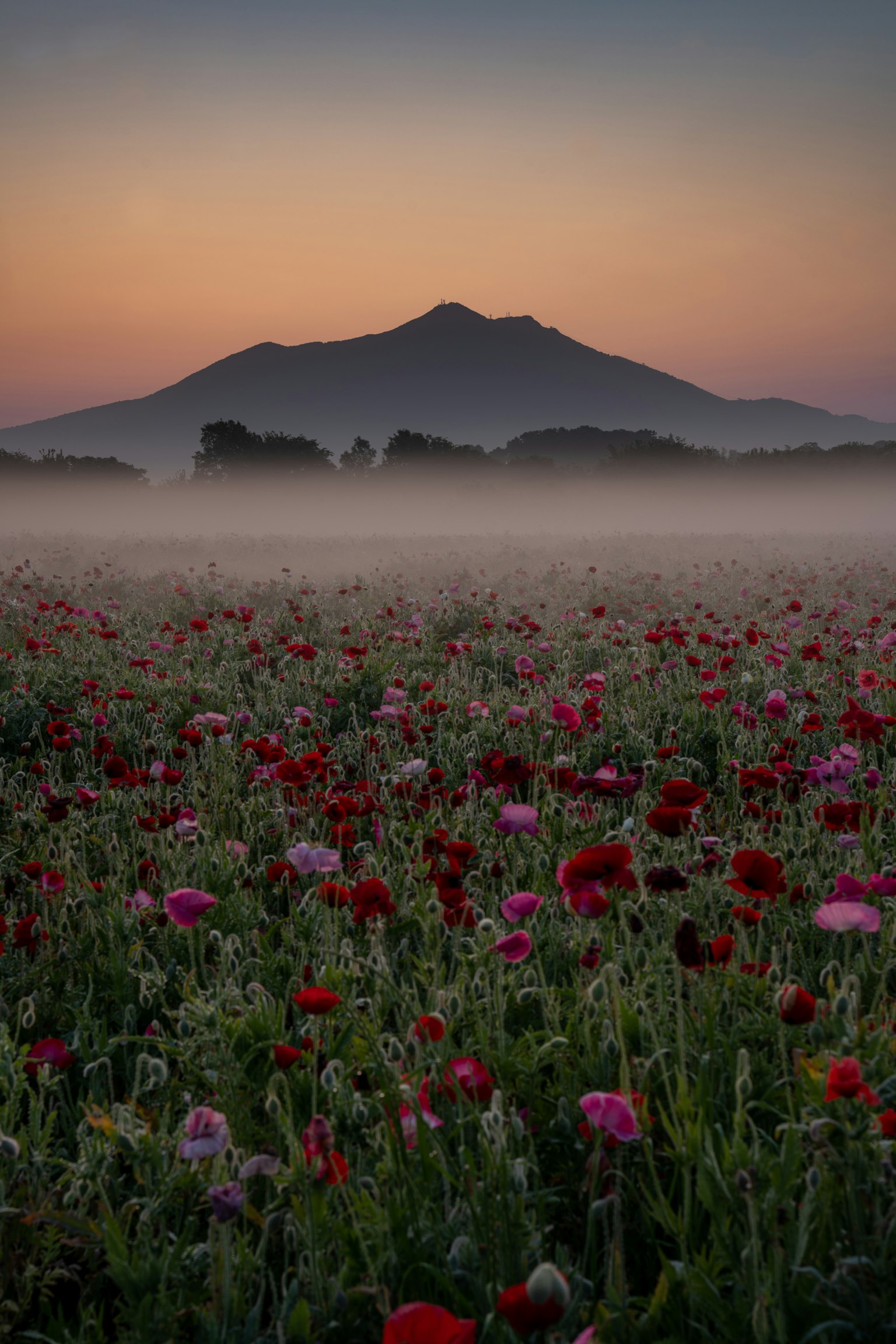 Un campo de flores brumoso con vista a la montaña al amanecer flores vibrantes en flor