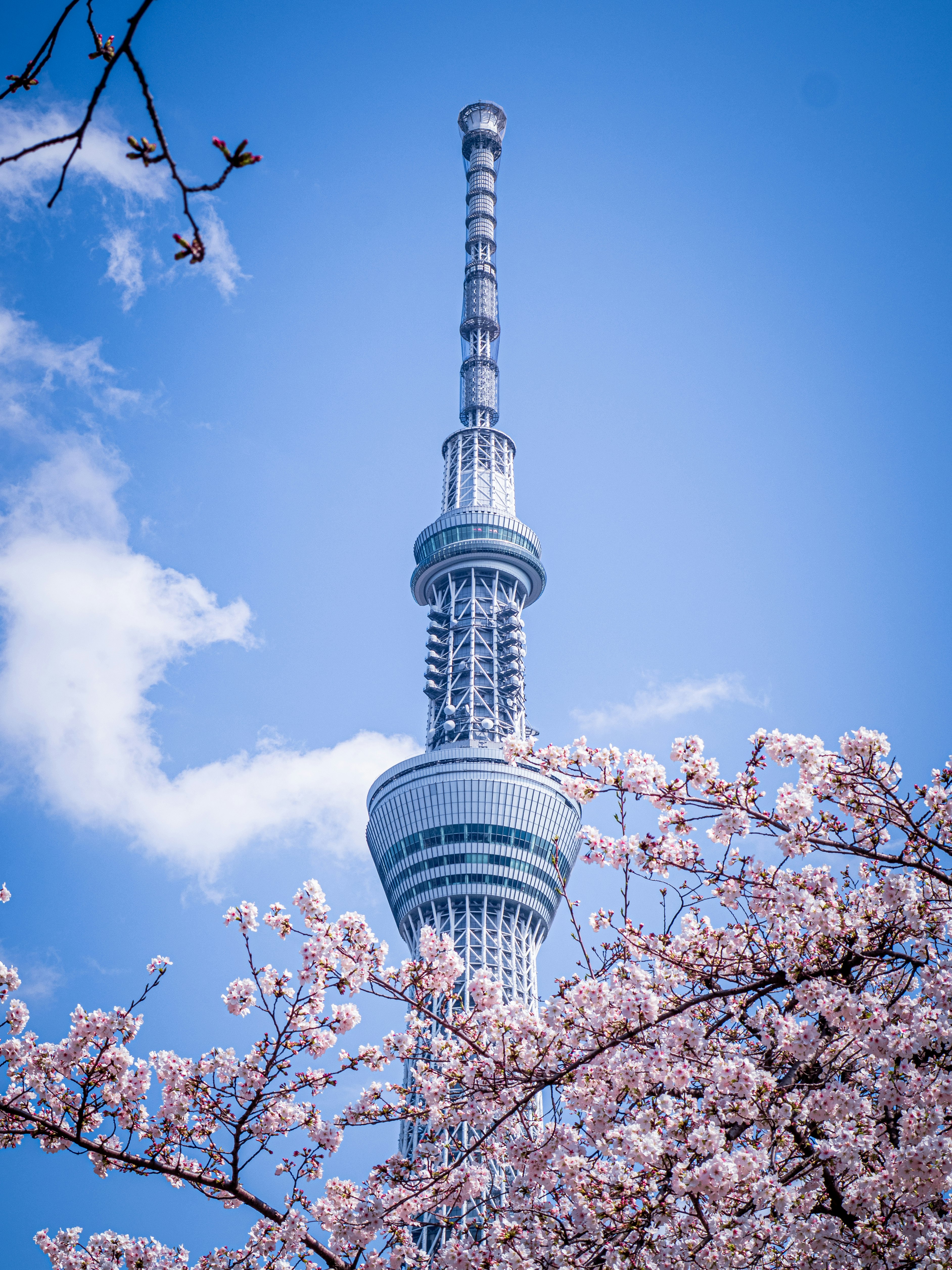 桜とスカイツリーが見える青空の下の景色
