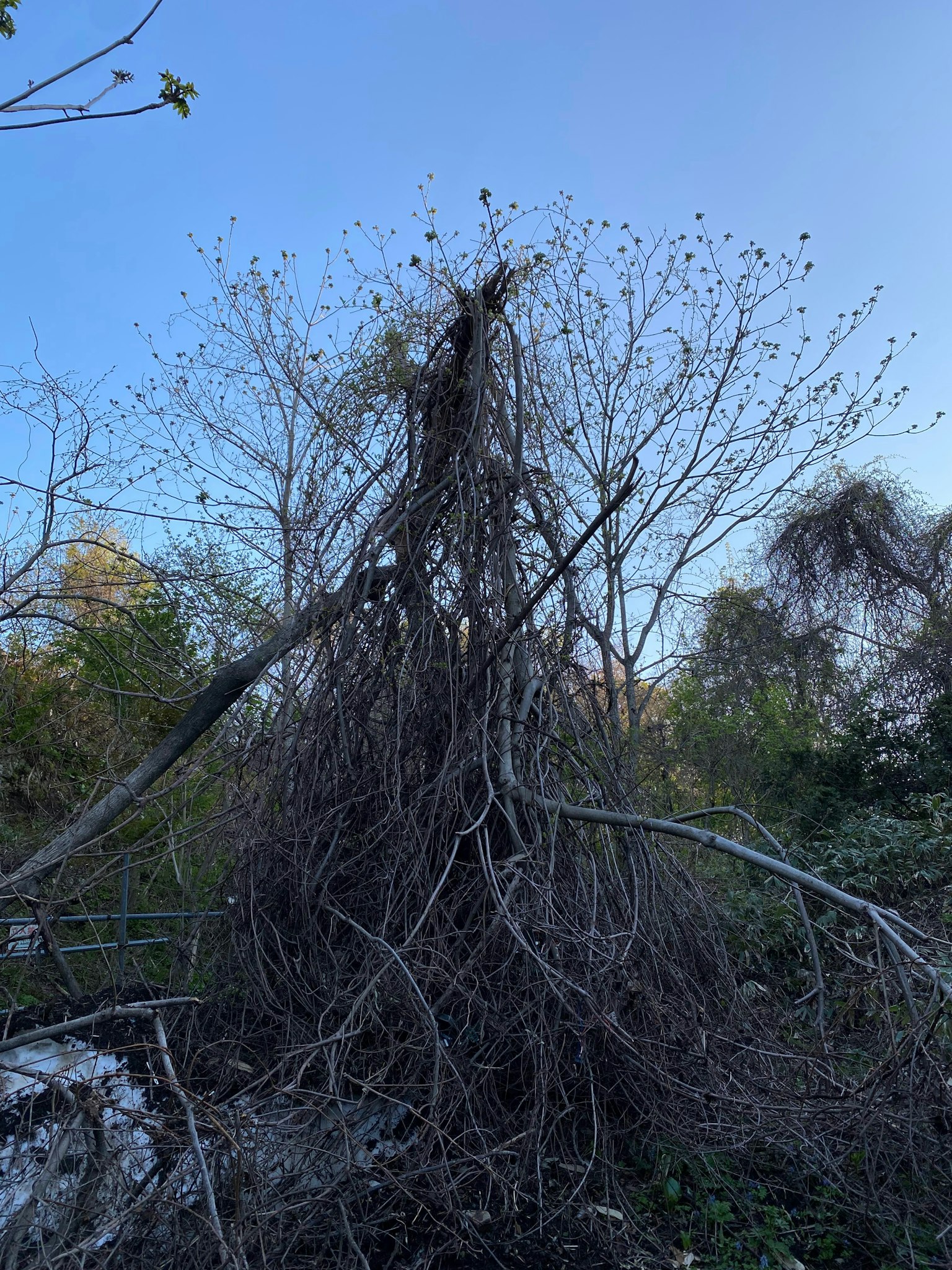 Un groviglio di radici e rami di alberi contro un cielo blu chiaro