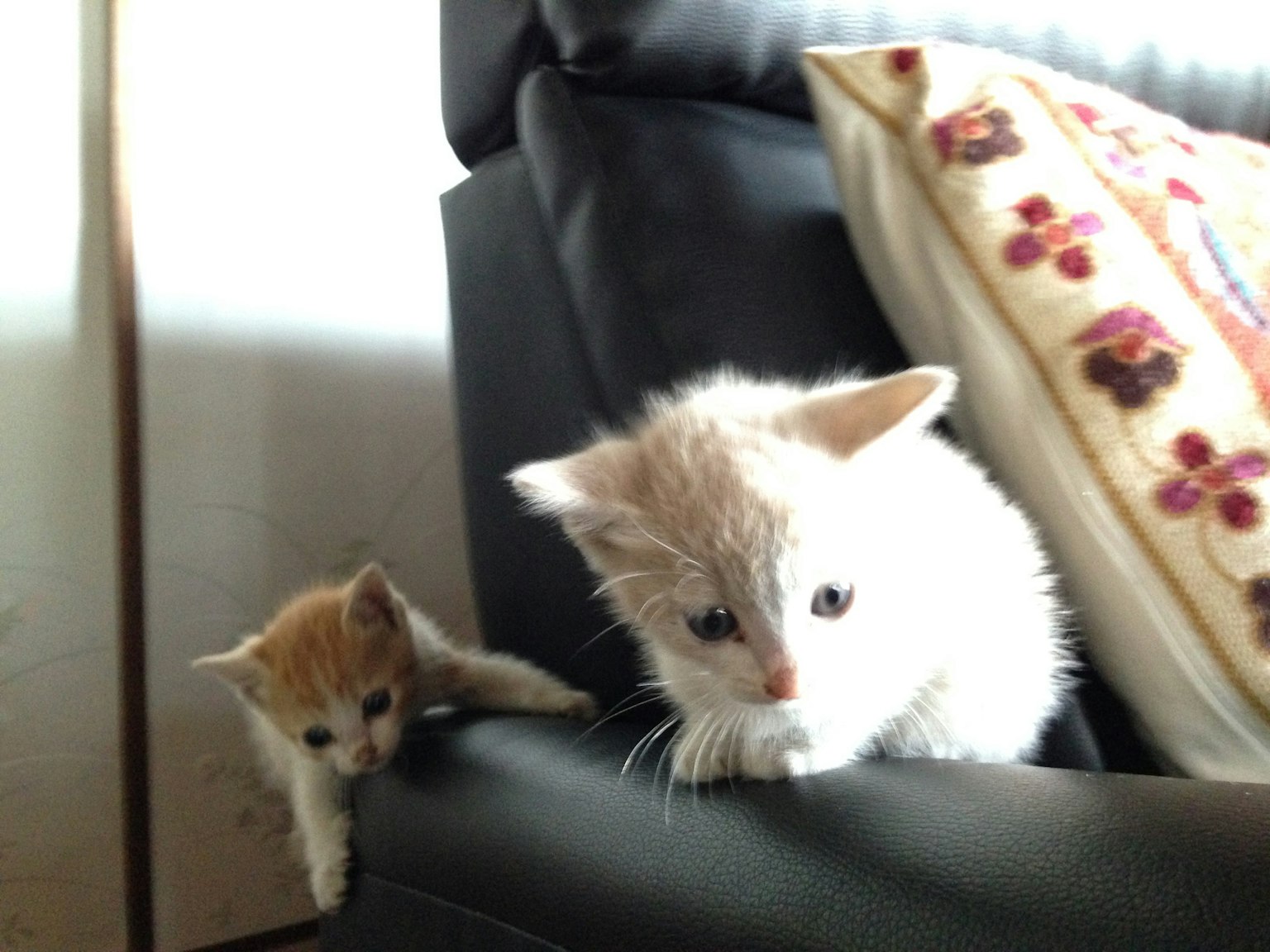 Zwei Kätzchen auf einem Sofa mit einem gemusterten Kissen im Hintergrund