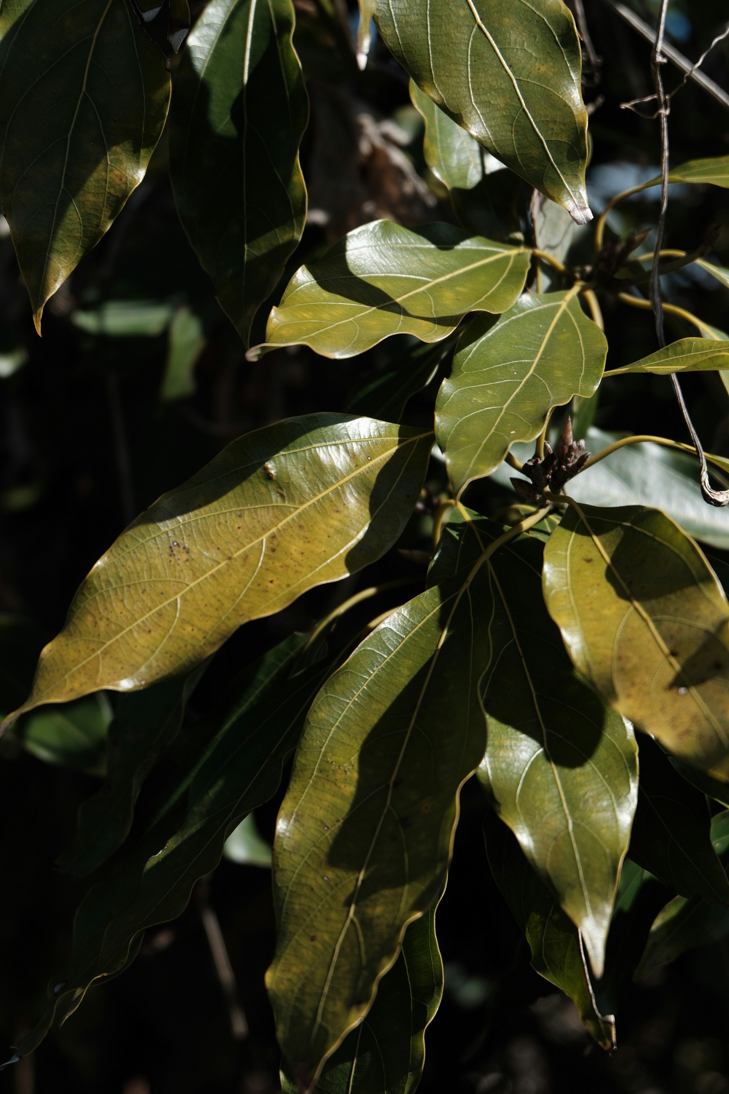 primer plano de hojas de árbol superpuestas en ramas