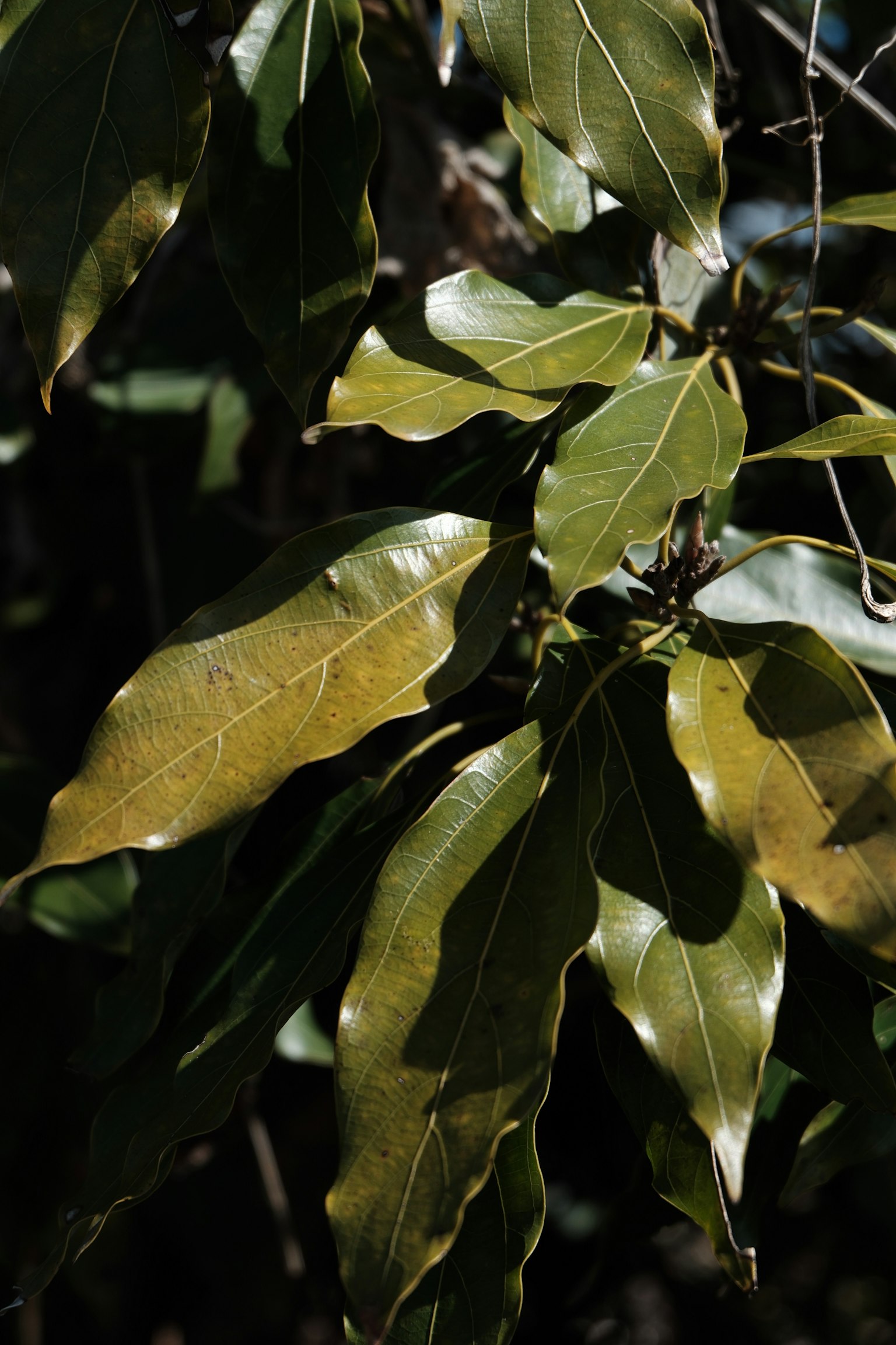 Close-up of glossy green leaves on a plant