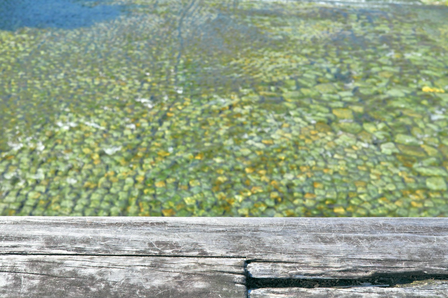 Clear water surface showing green plants and wooden texture