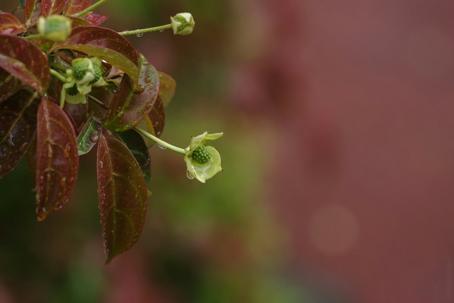Gambar close-up bunga hijau dan daun coklat kemerahan