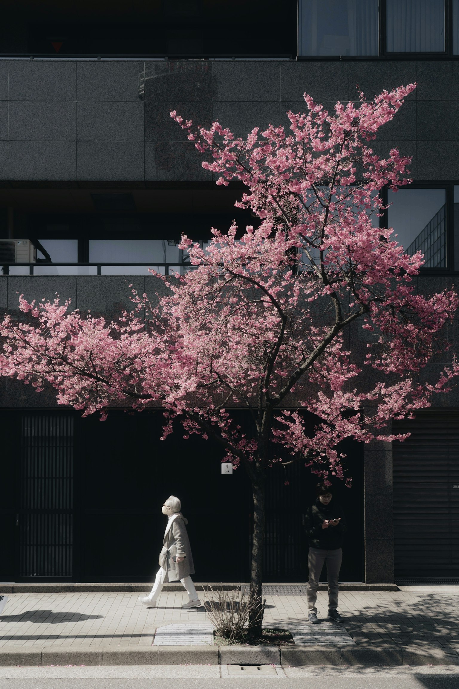 ピンクの花が咲く桜の木と歩く人がいる都市の風景