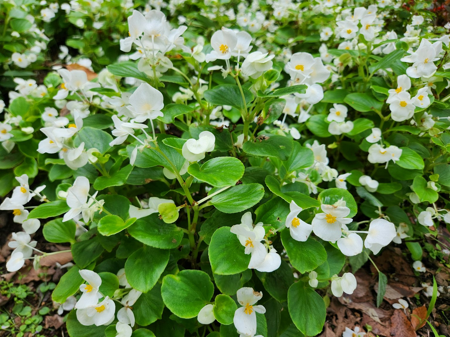 一簇綠色植物，開著小白花