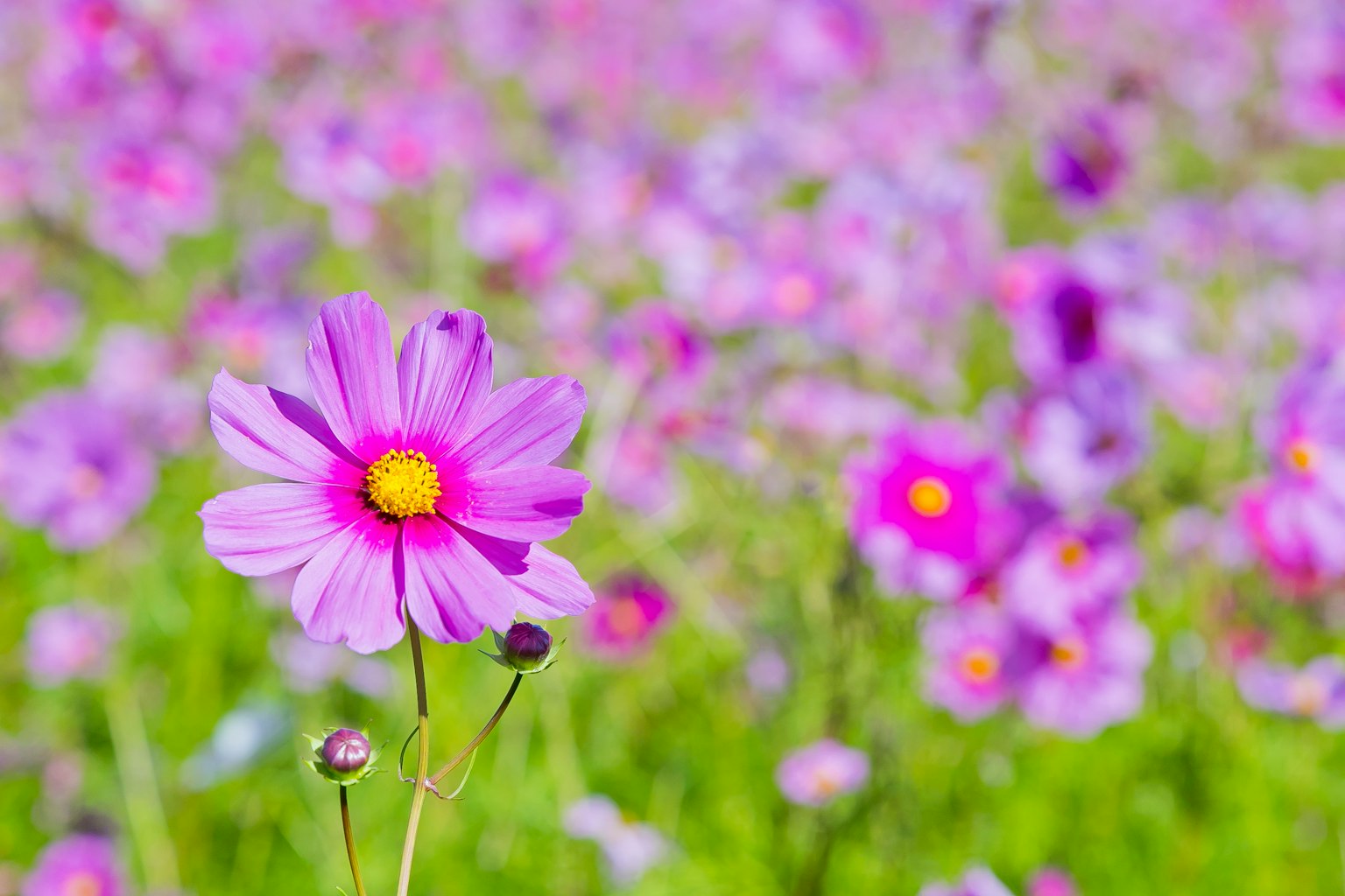 Bellissimo paesaggio con fiori viola in fiore