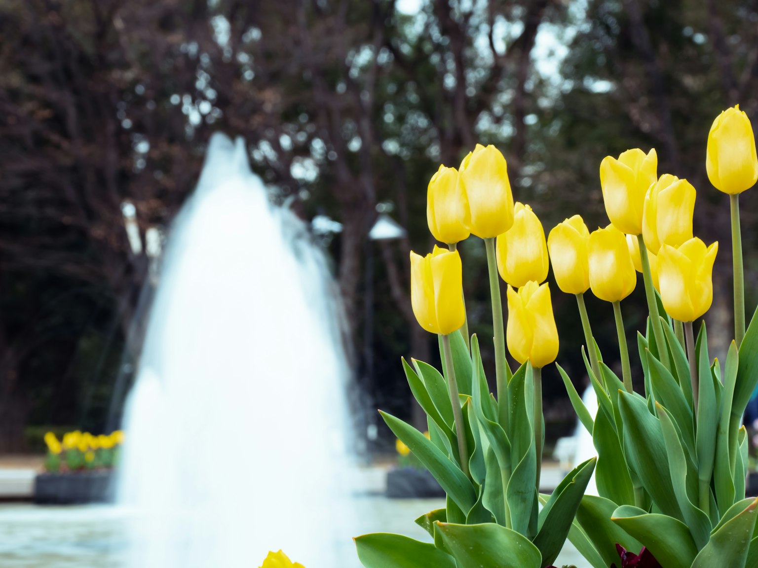 Une scène de parc avec des tulipes jaunes et une fontaine