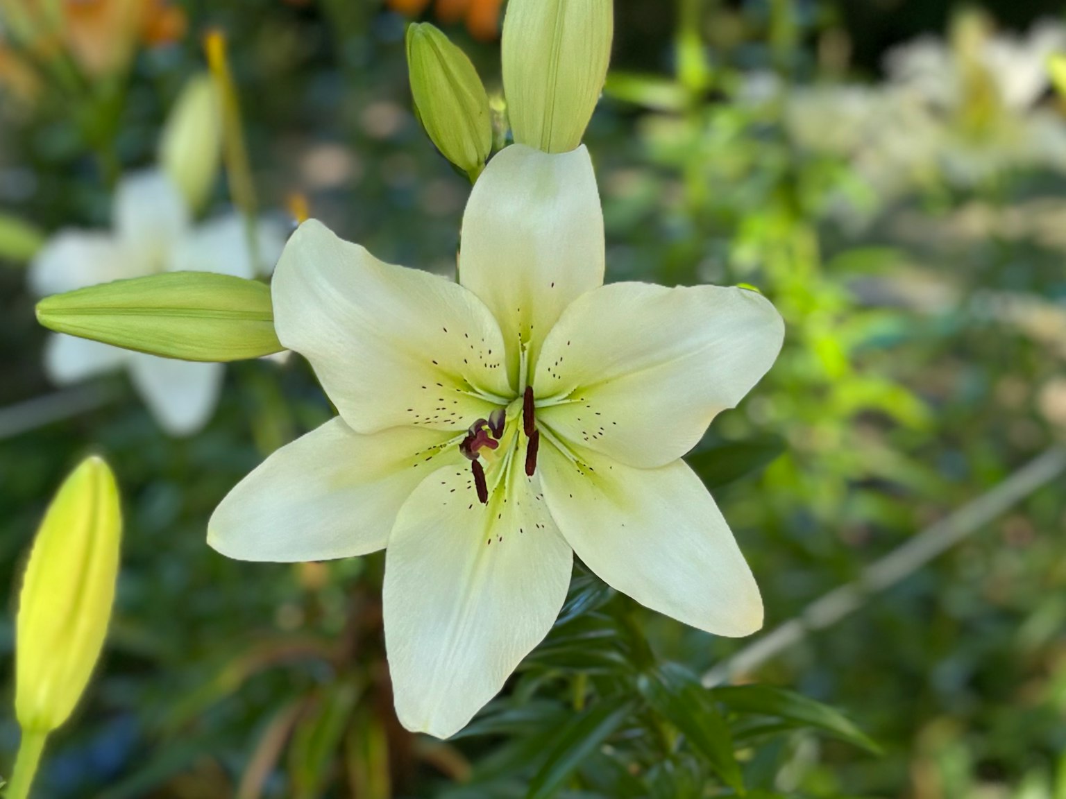 A close-up of a white lily flower with green leaves and buds in the background