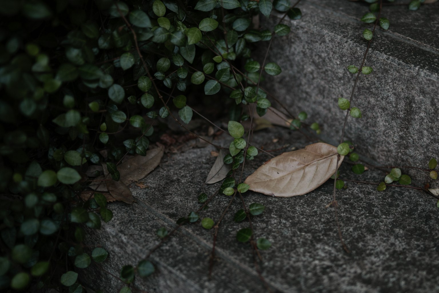 A dry leaf on stone steps surrounded by green vines