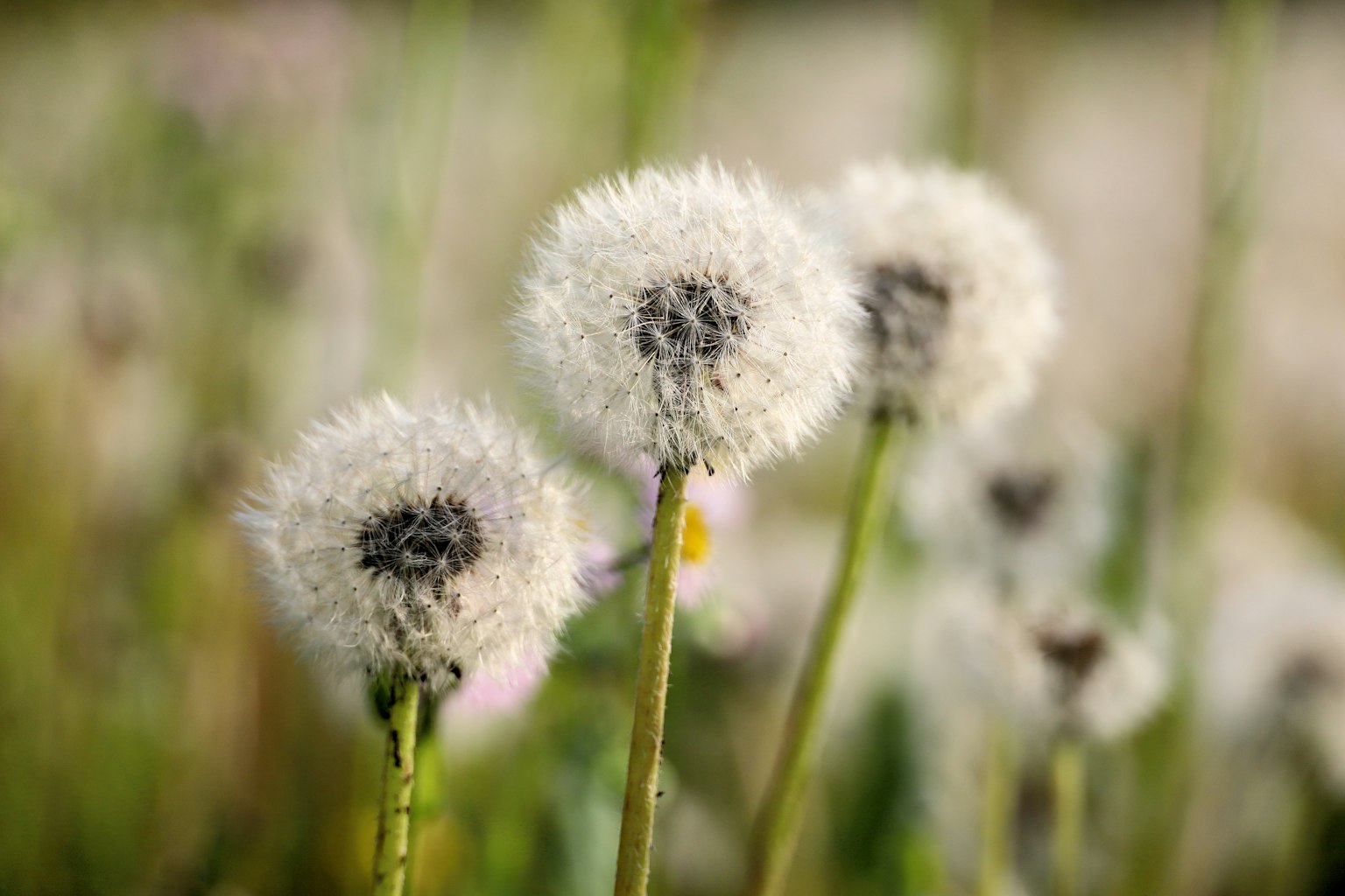 Close-up kepala biji dandelion berbulu di padang rumput