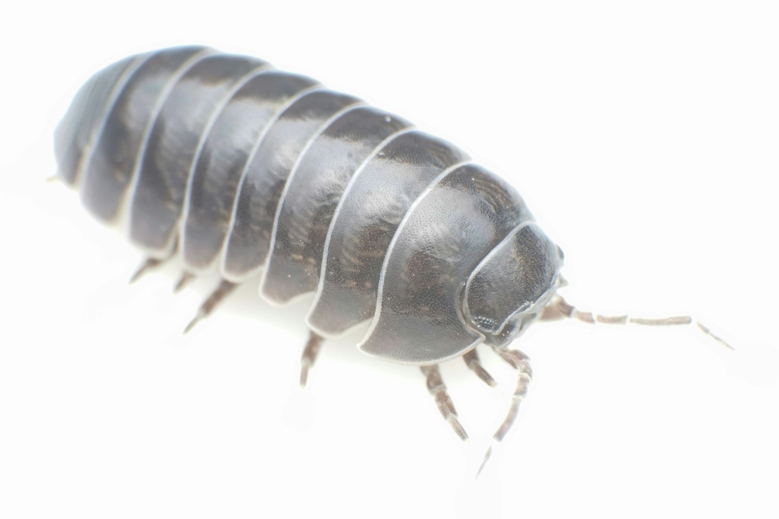 A dark-colored isopod insect with a segmented shell on a white background