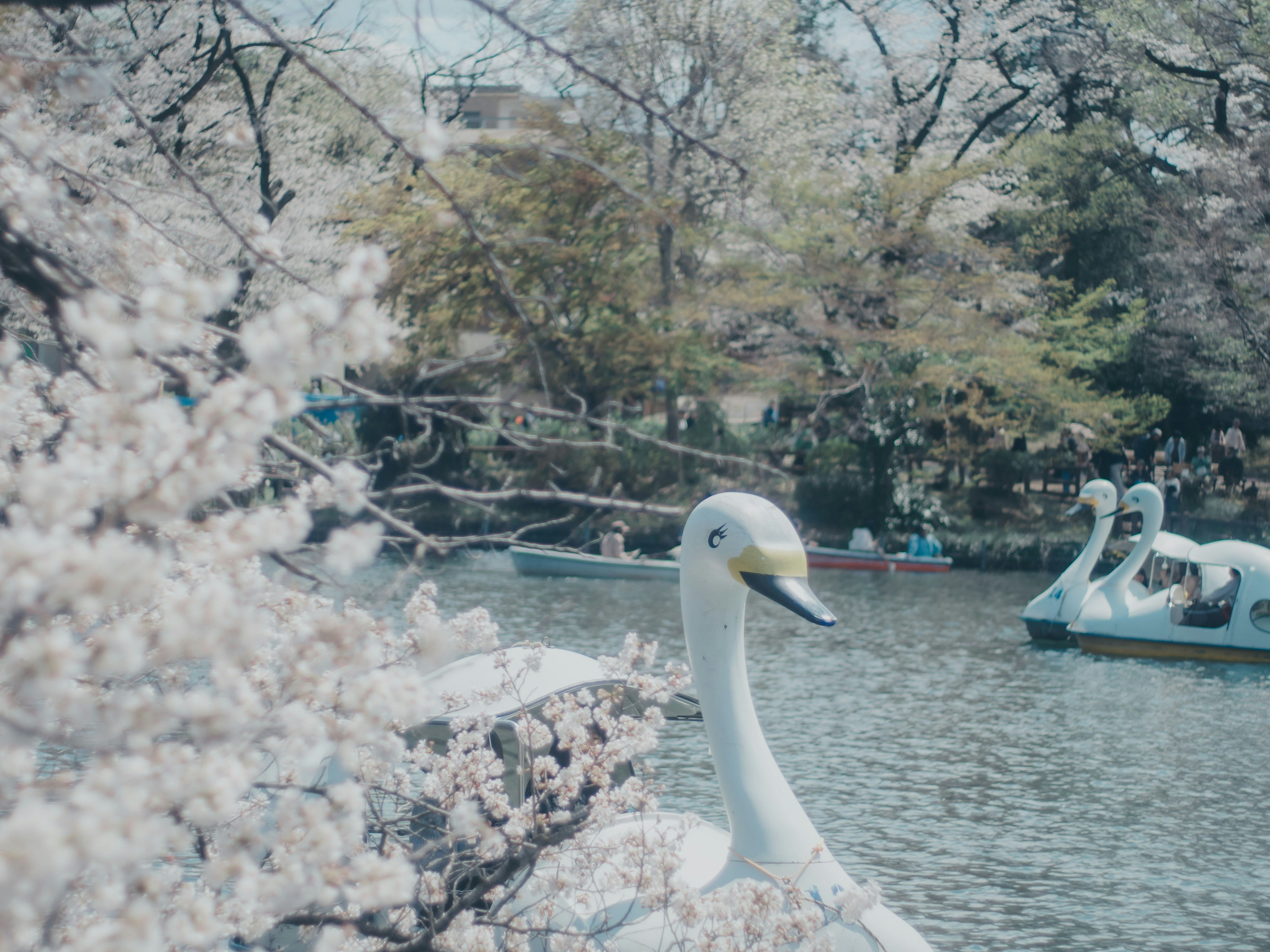 湖畔に浮かぶ白い白鳥の置物と桜の枝