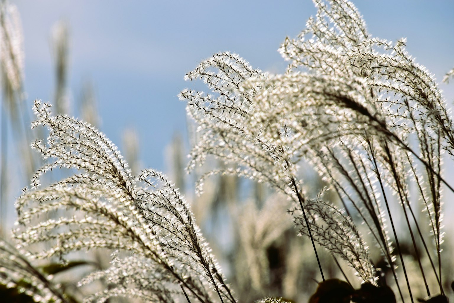 White pampas grass swaying under a blue sky