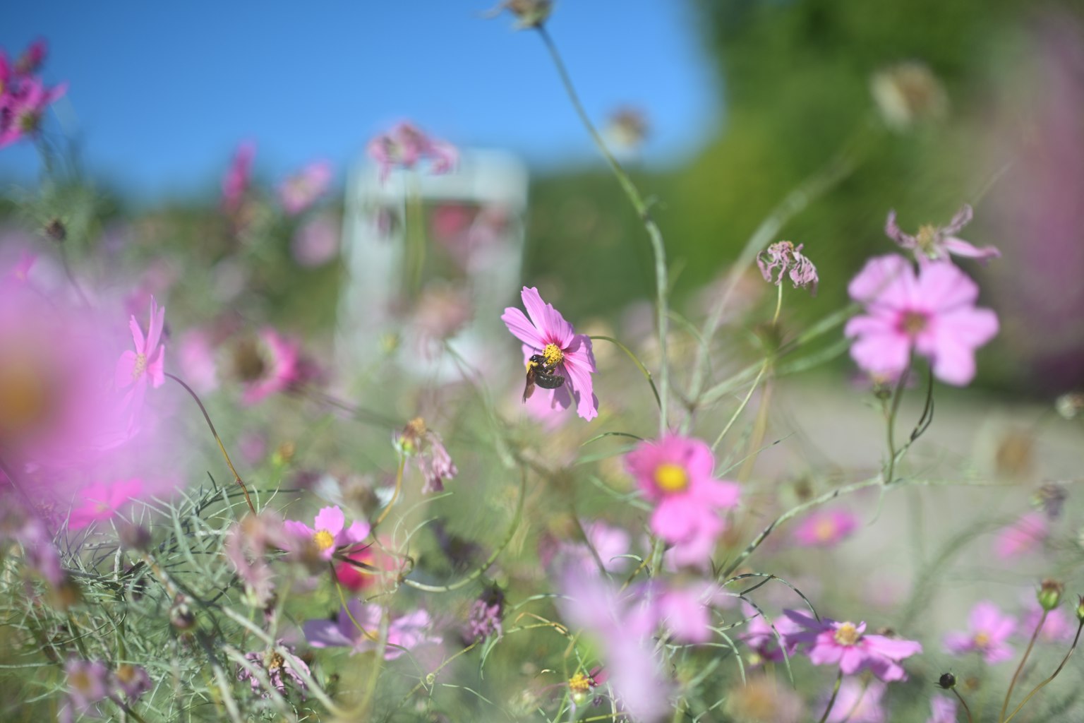 Lebendige rosa Blumen mit einer Biene vor blauem Himmel