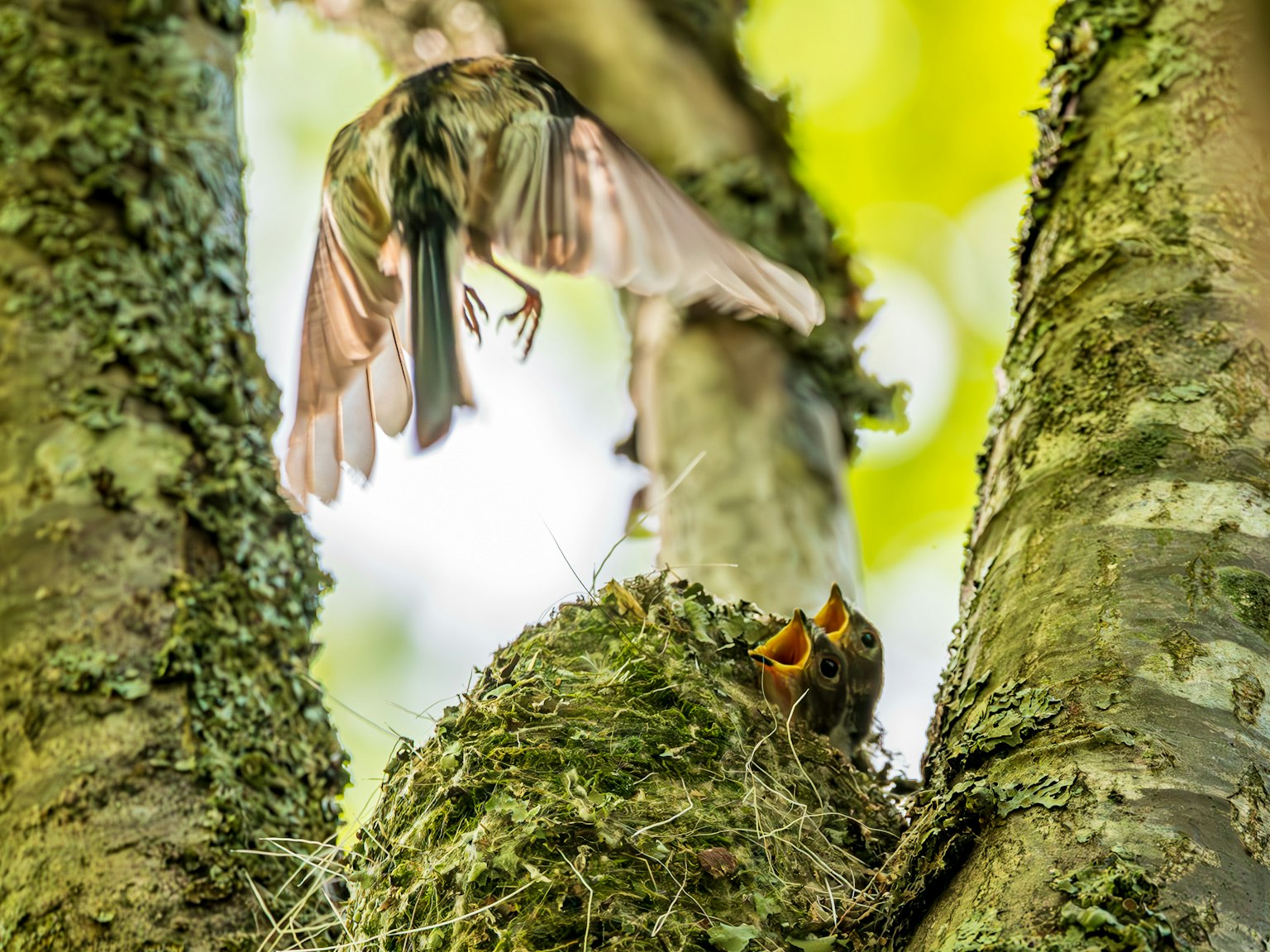 Un oiseau parent nourrissant des poussins dans un nid sur un arbre