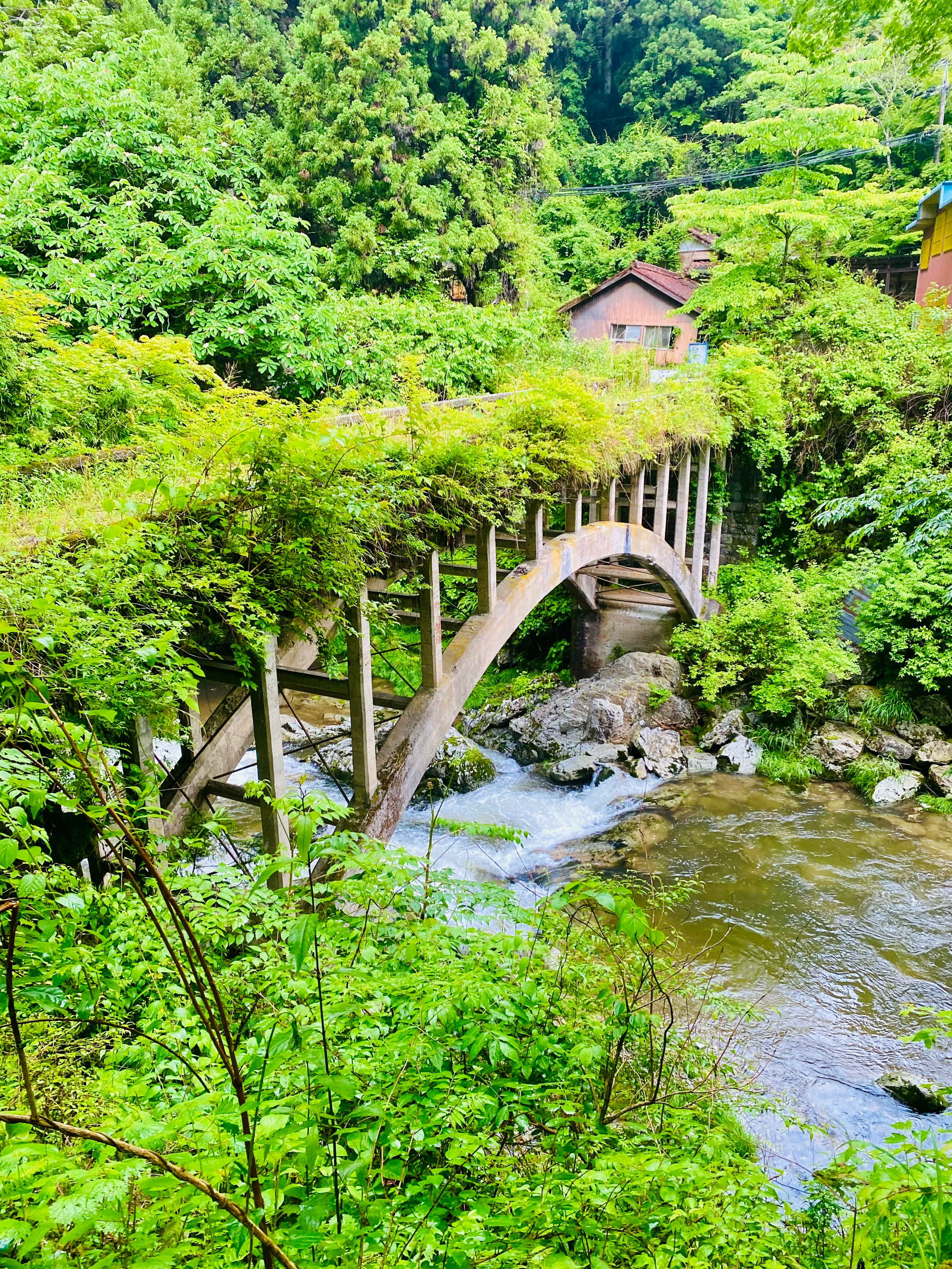 riachuelo verde y pequeño puente de madera en la naturaleza