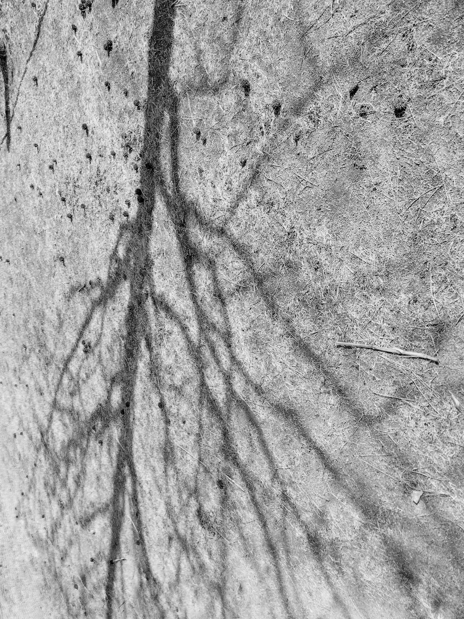 Black and white photo of a tree shadow on the ground