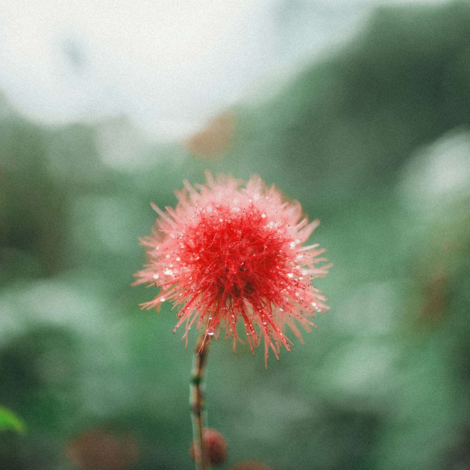 Fiore rosso vibrante coperto di rugiada su sfondo verde sfocato