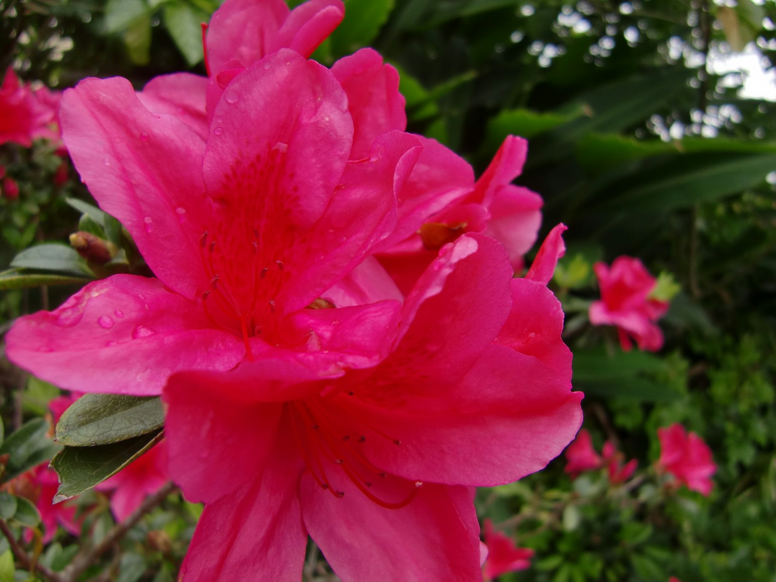 Close-up bunga azalea pink cerah
