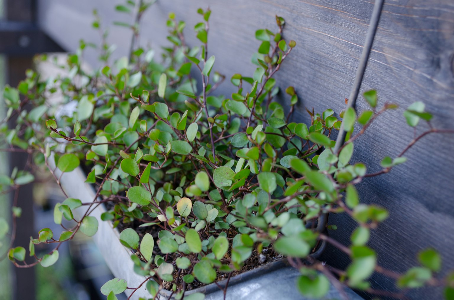 Primo piano di una pianta verde contro un muro di legno