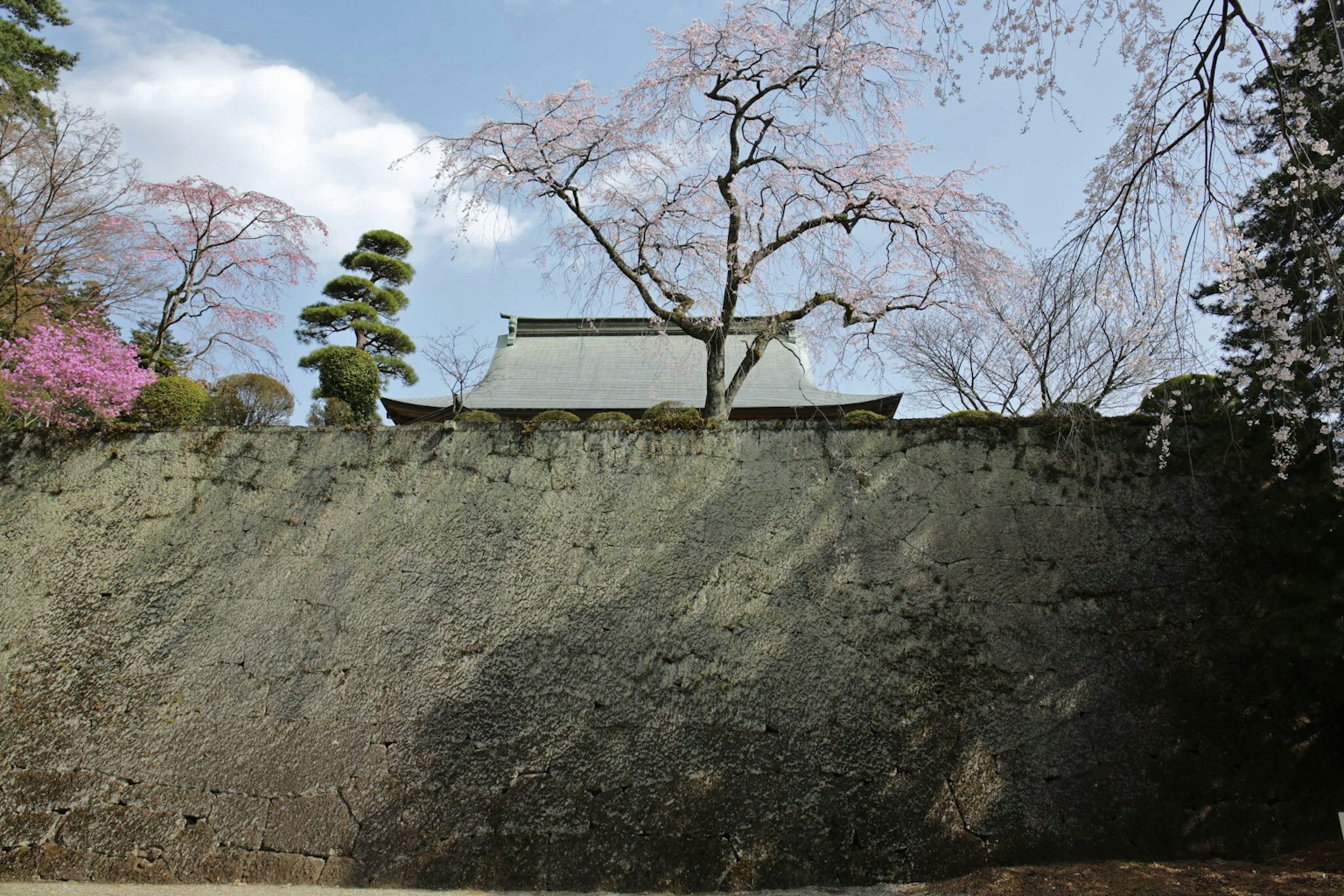 Bangunan tradisional dikelilingi oleh pohon sakura dan dinding hijau