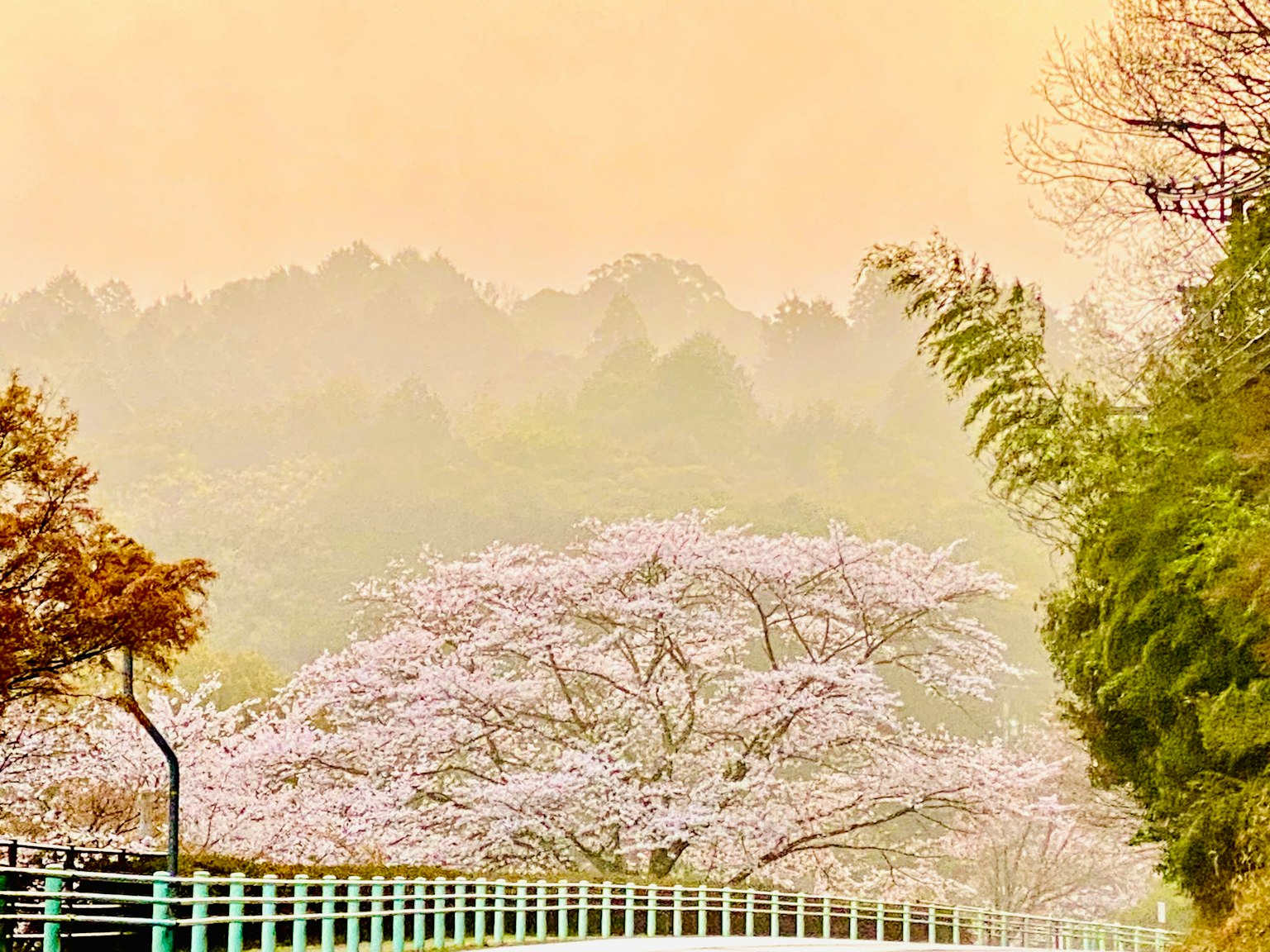 盛开的樱花树景观和柔和的粉彩背景