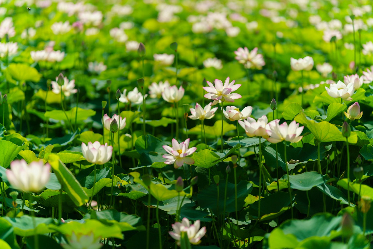 A serene pond filled with blooming white water lilies surrounded by lush green leaves