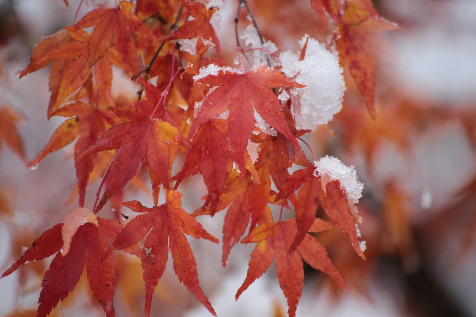 特写的红枫叶上覆盖着雪