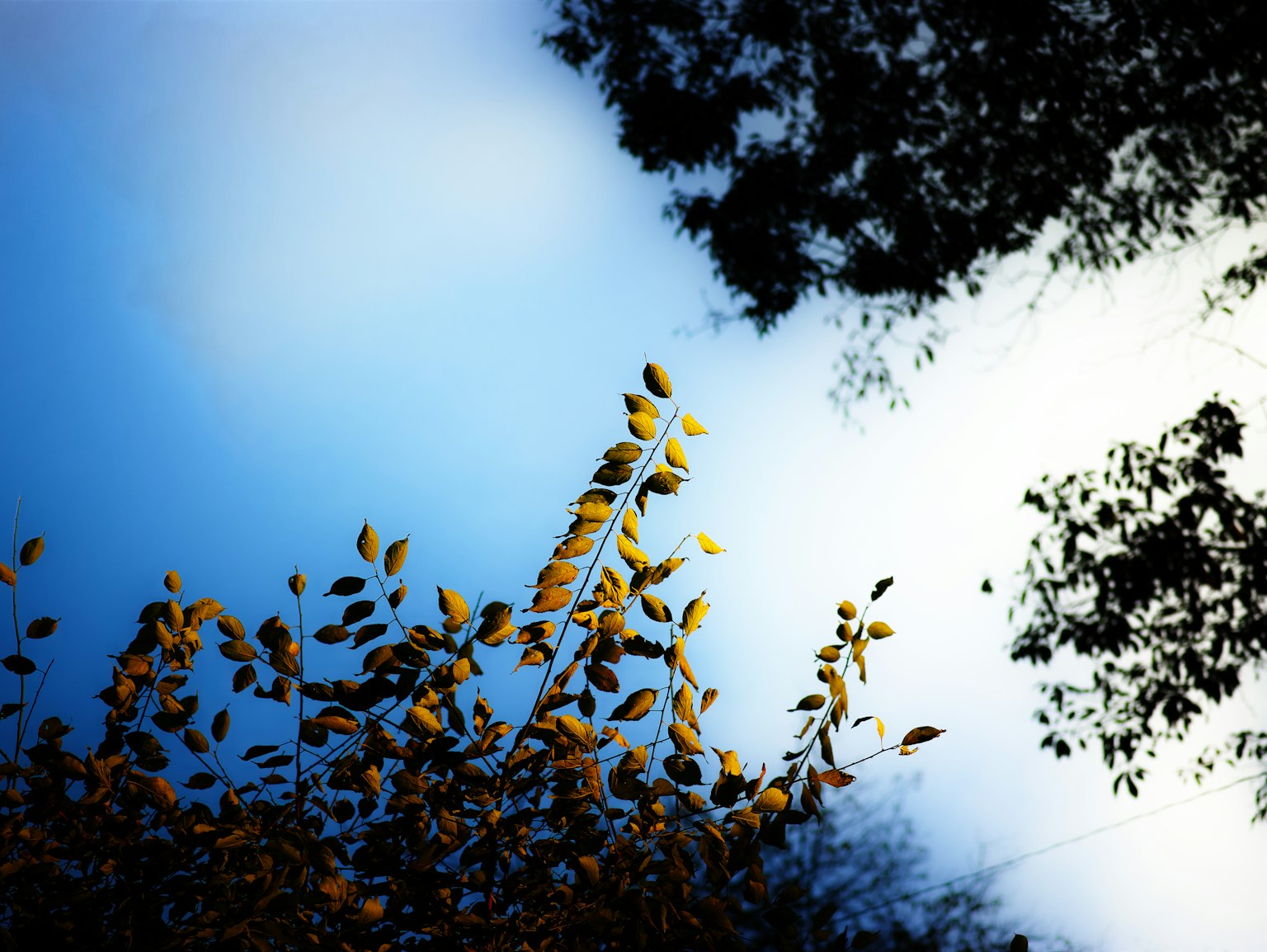 photo-HJTGin0ecN3llCysiexV-image