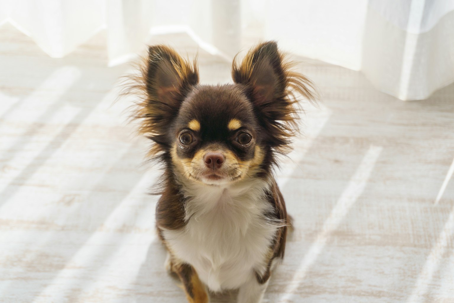 Chihuahua nâu và trắng ngồi dưới ánh nắng
