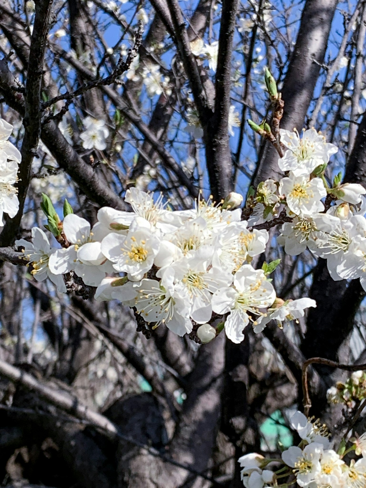 Primo piano di un ramo d'albero con fiori bianchi in fiore