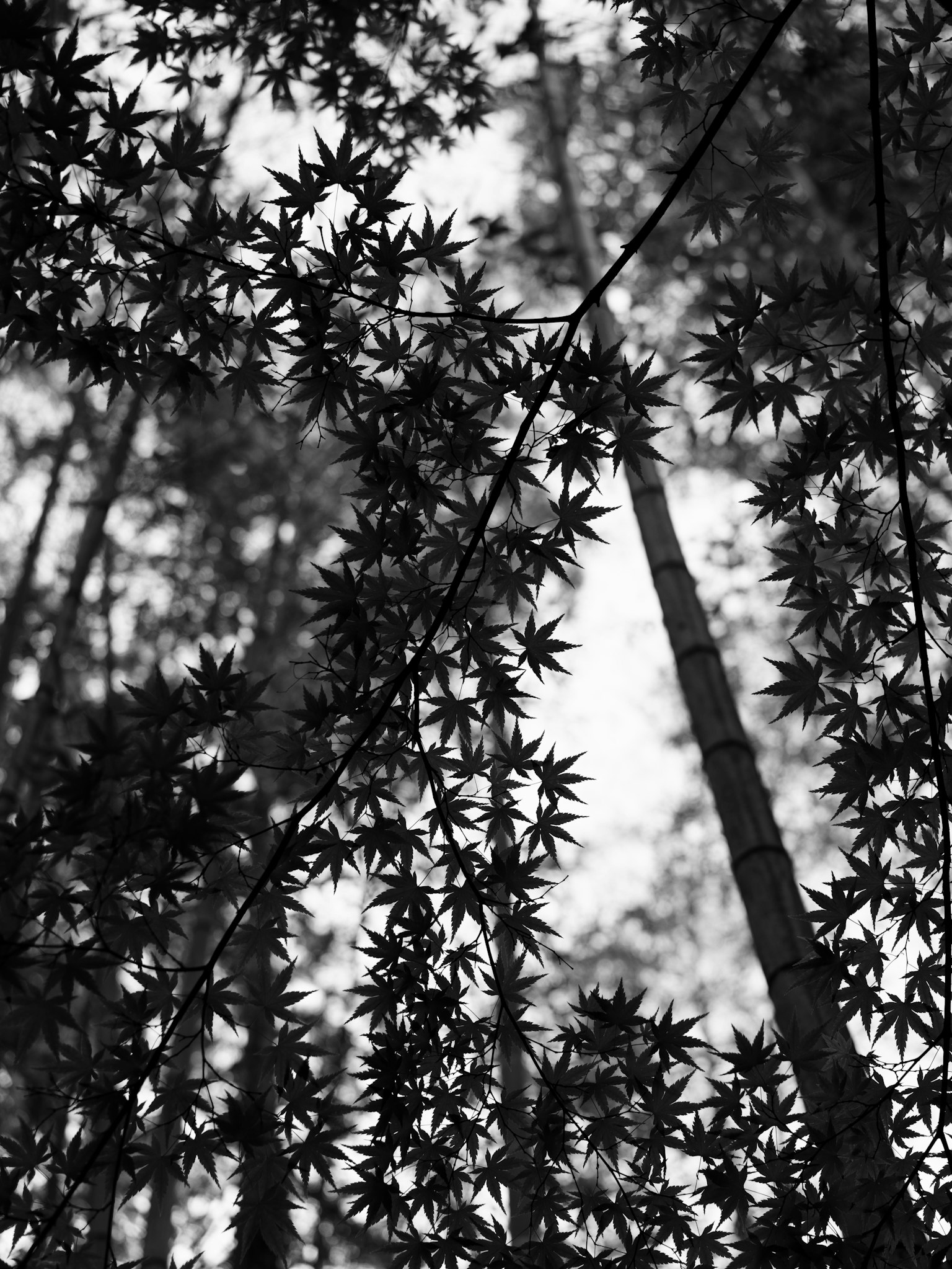 Silhouettes of bamboo and leaves against a dark background