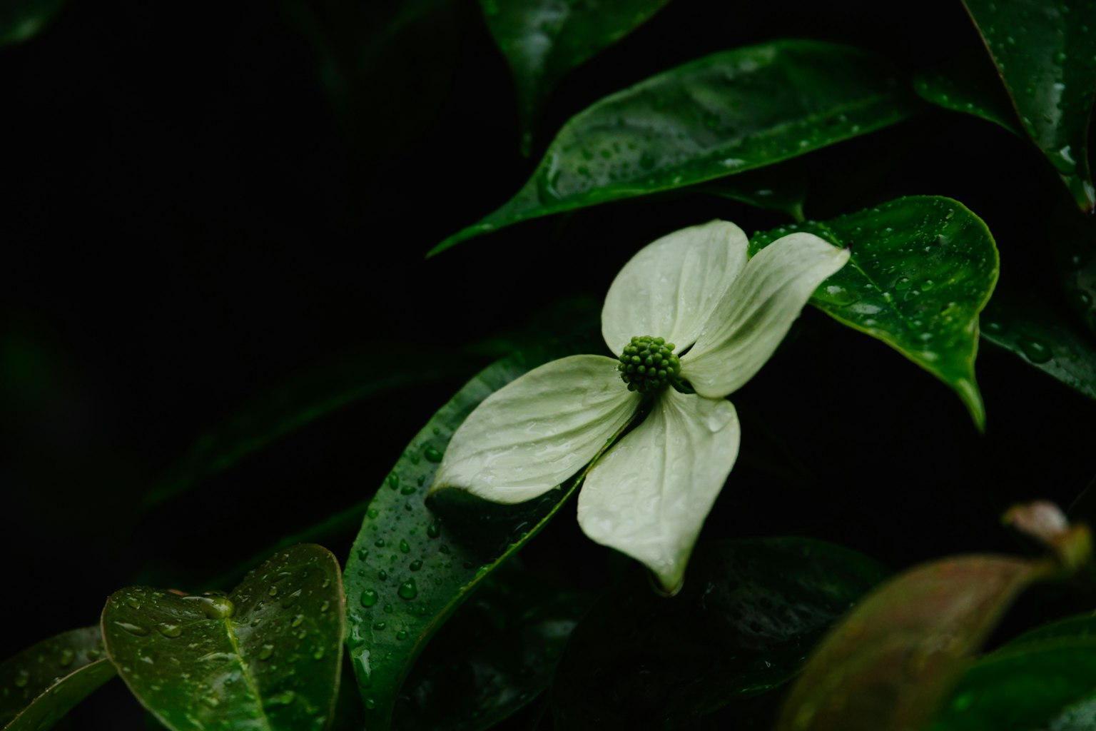 绿叶间盛开的白花特写