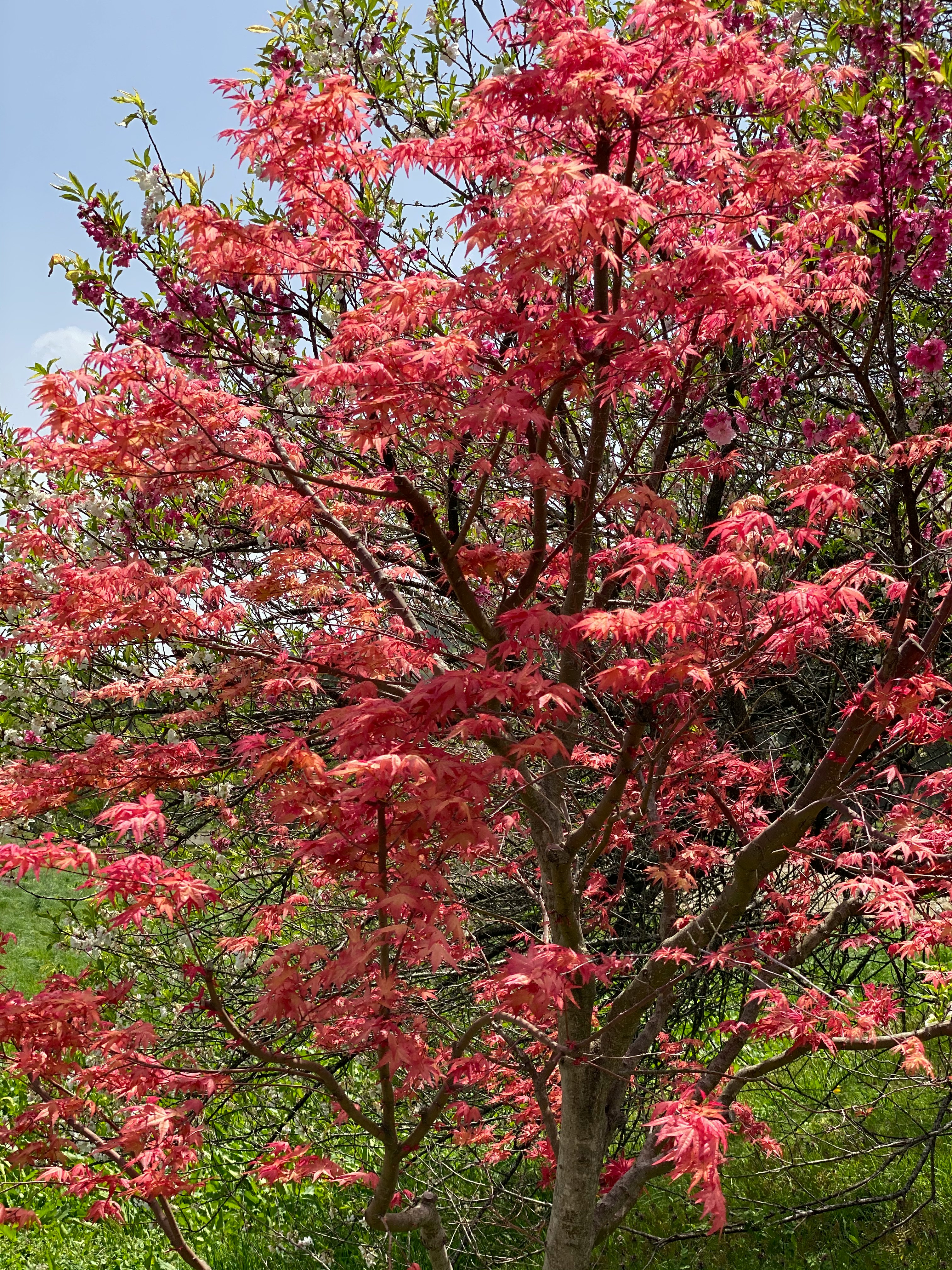 鮮やかな赤い花が咲く桜の木の枝ぶり