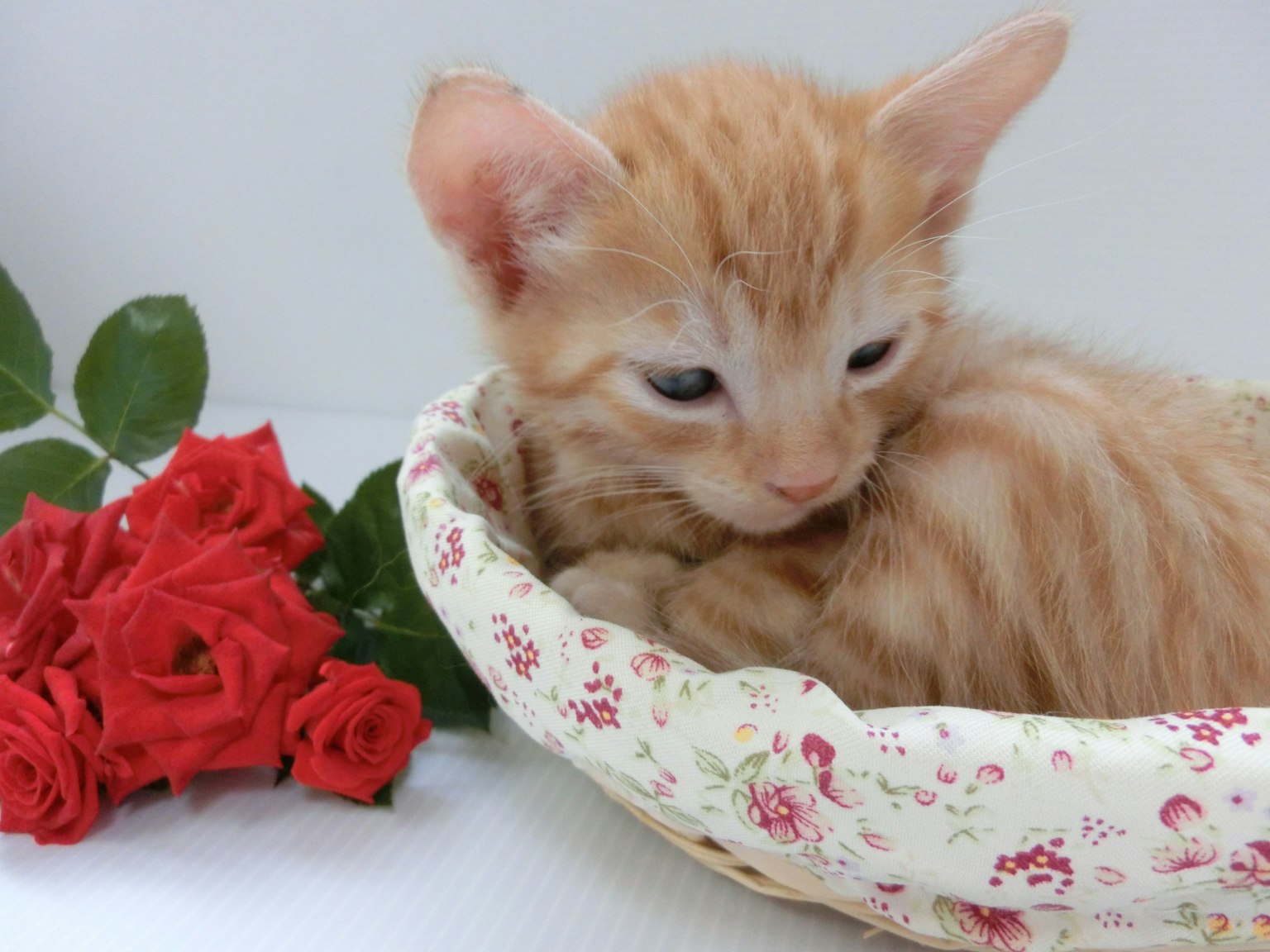 Orangenes Kätzchen sitzt in einem blumigen Korb mit Rosen