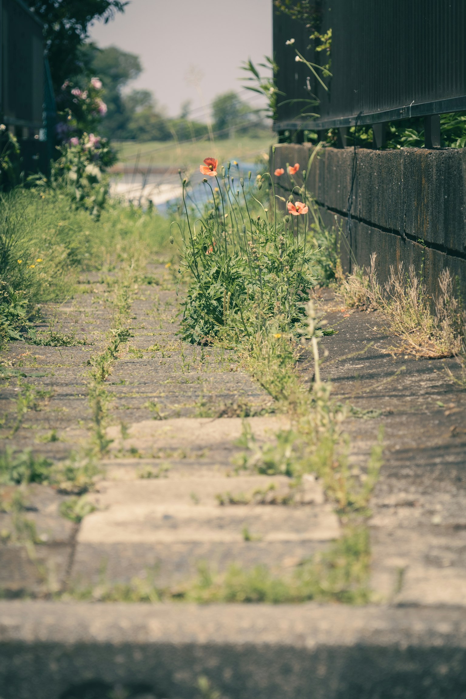 被周圍綠色植物覆蓋的石頭小路