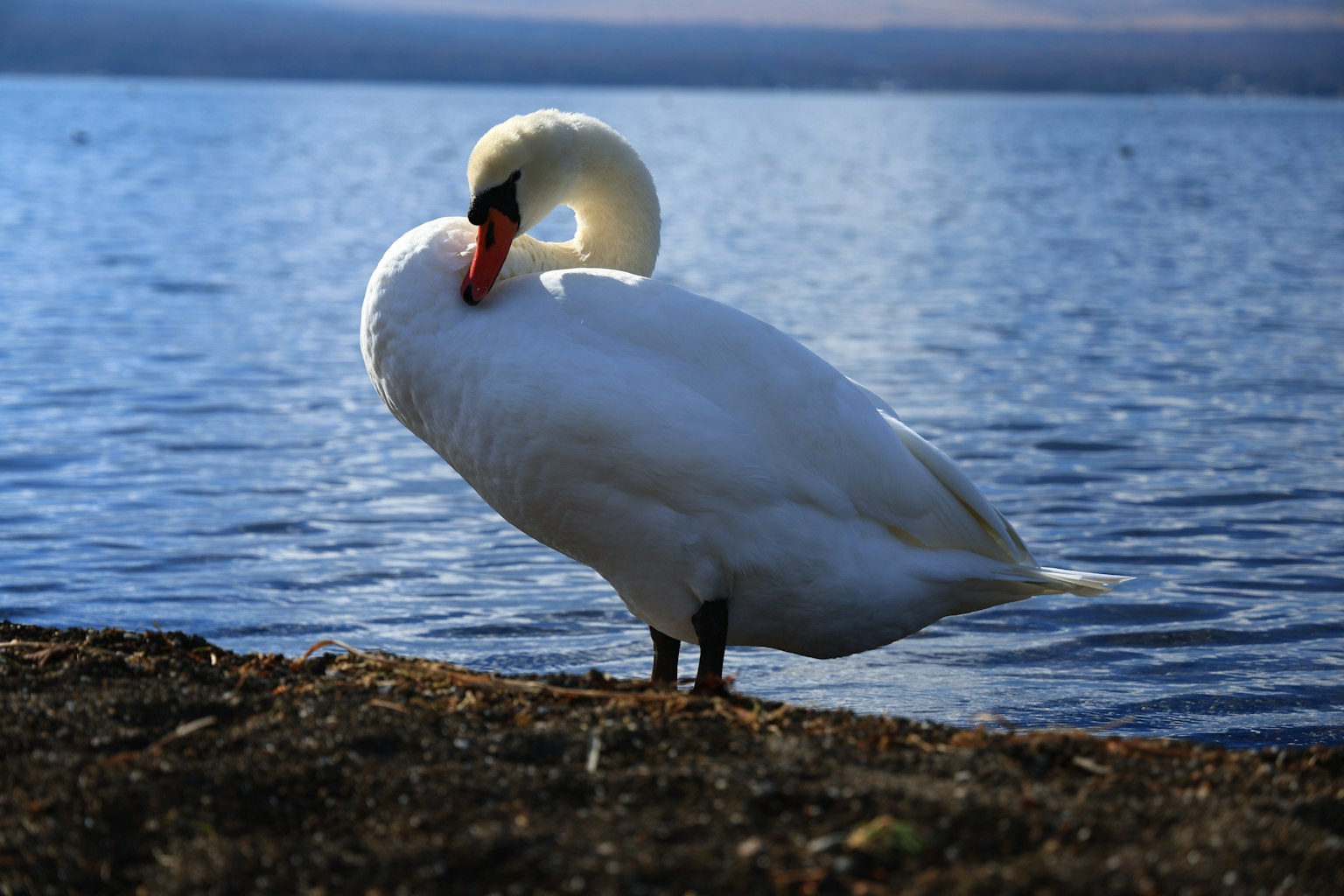 A white swan standing by the lakeside