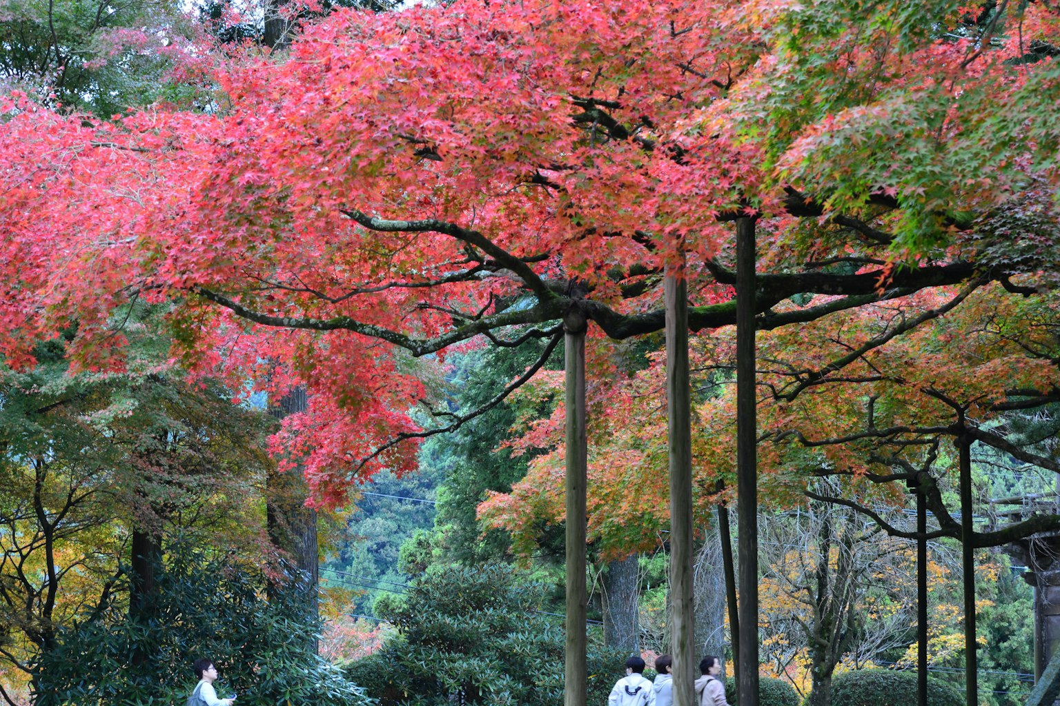 色彩斑斓的秋季公园景观