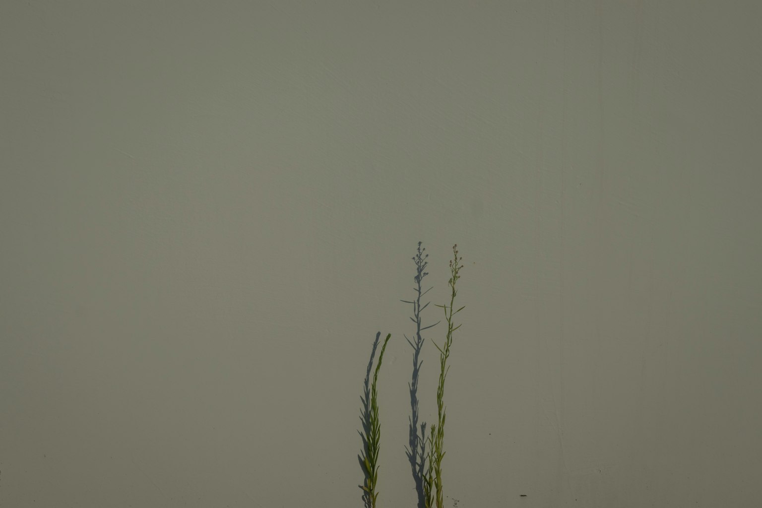 Two slender plants against a light green background