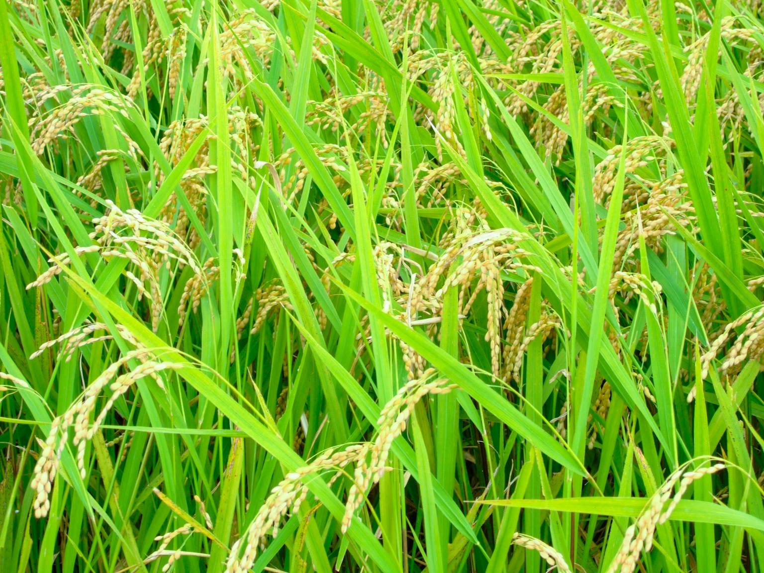 Tanaman padi hijau yang subur di ladang