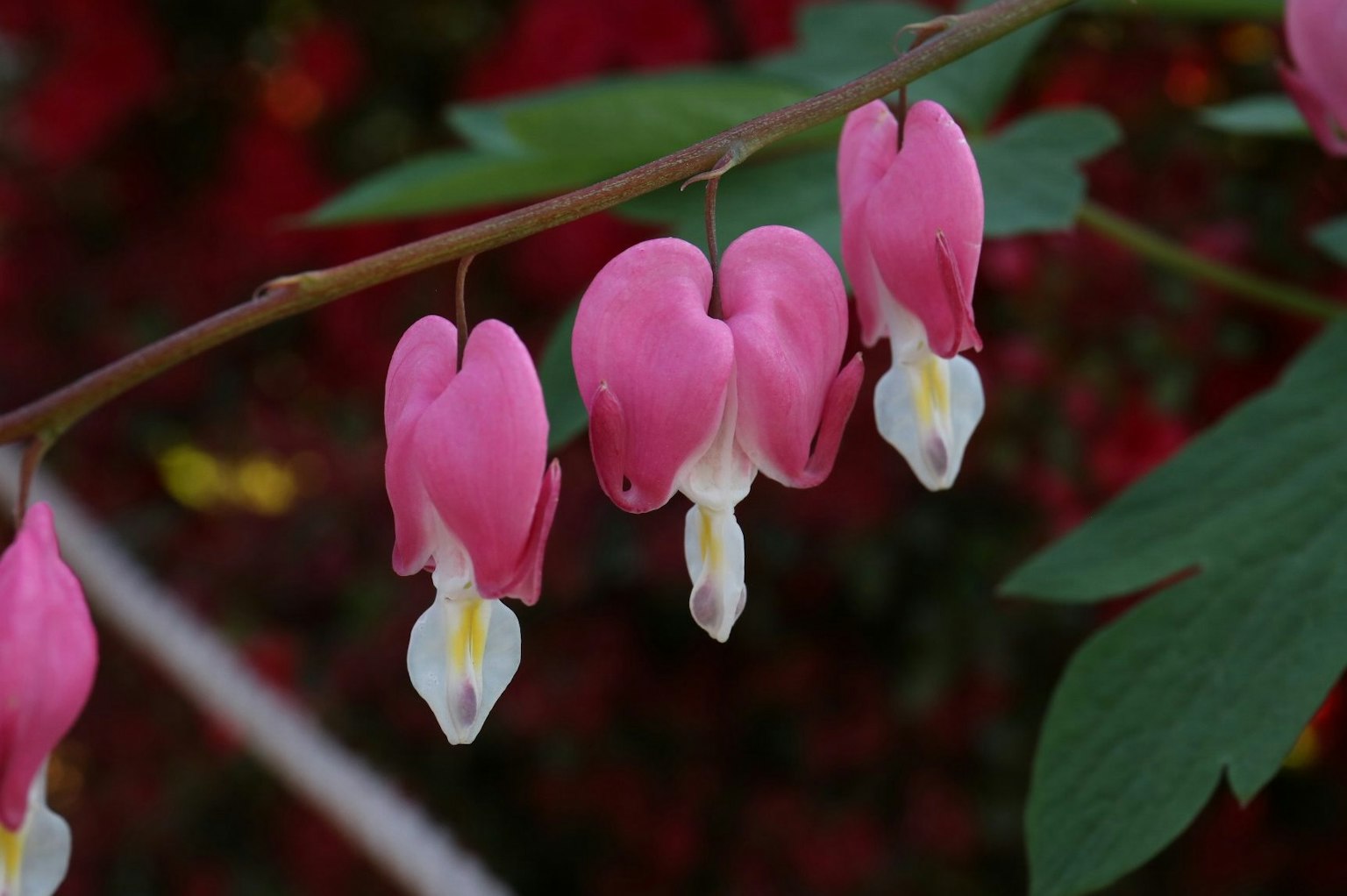 Primer plano de una rama con flores rosas en forma de corazón