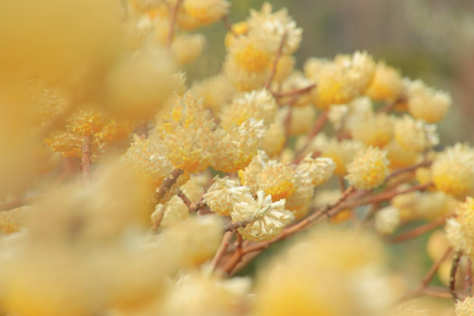 Gros plan d'un buisson avec un mélange de fleurs jaunes et blanches