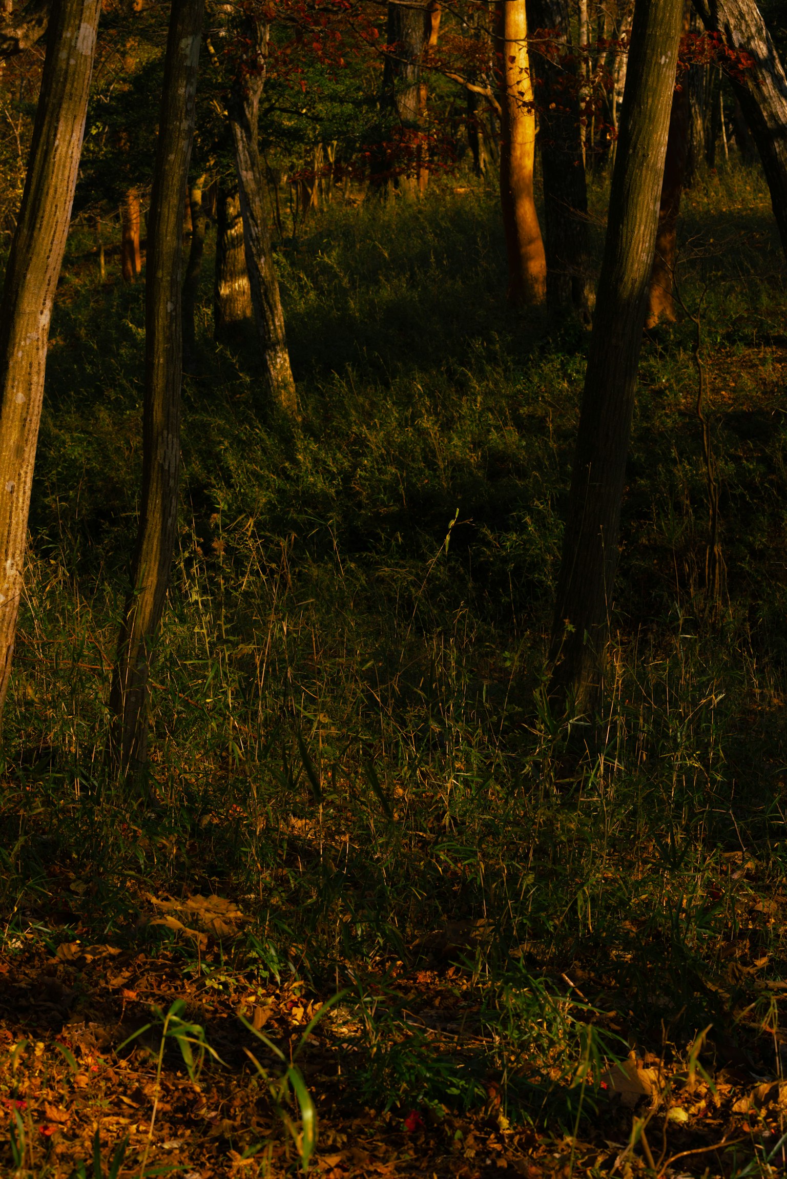 Paisaje forestal de otoño con hierba creciendo entre los árboles